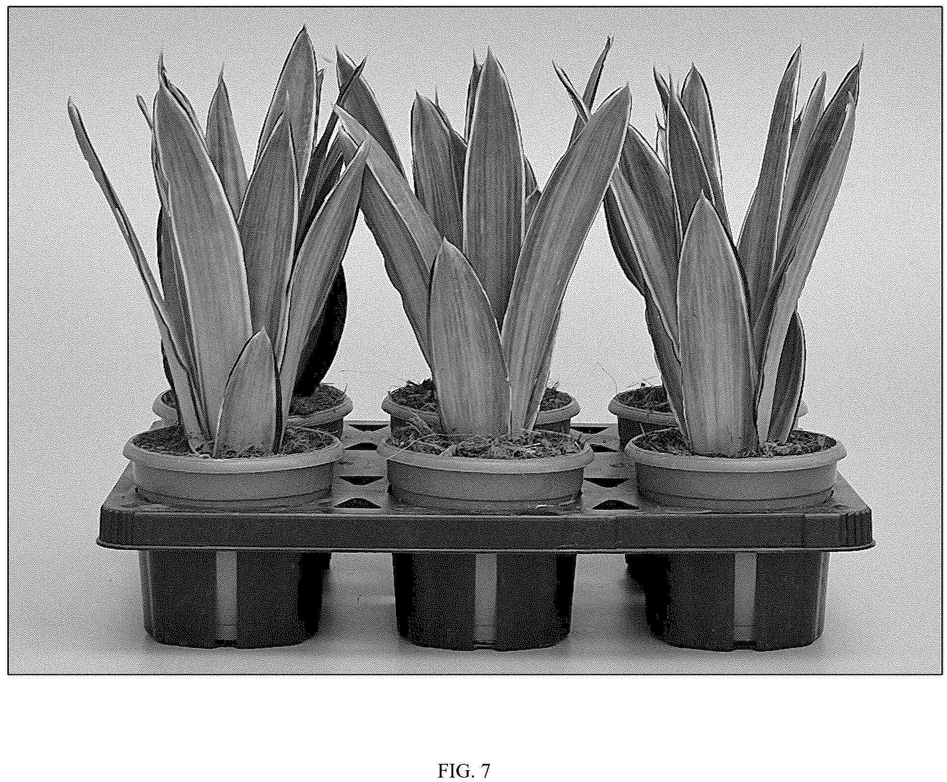 Patent USPP037096 Figure 7 – Sansevieria plant named ‘HANSOTI59’