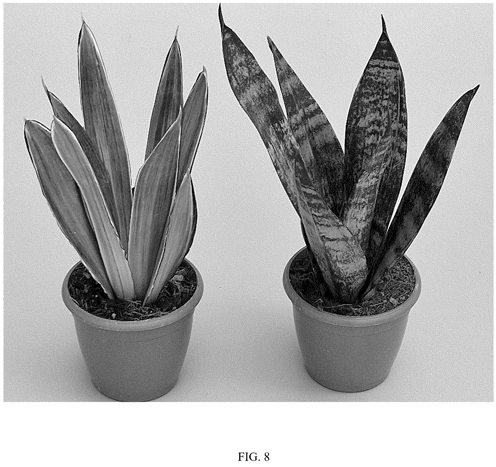 Patent USPP037096 Figure 8 – Sansevieria plant named ‘HANSOTI59’