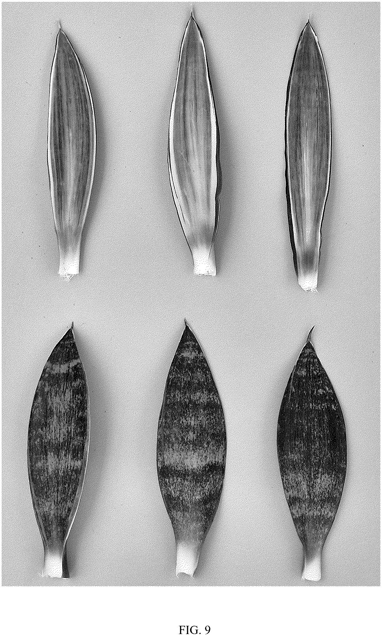 Patent USPP037096 Figure 9 – Sansevieria plant named ‘HANSOTI59’