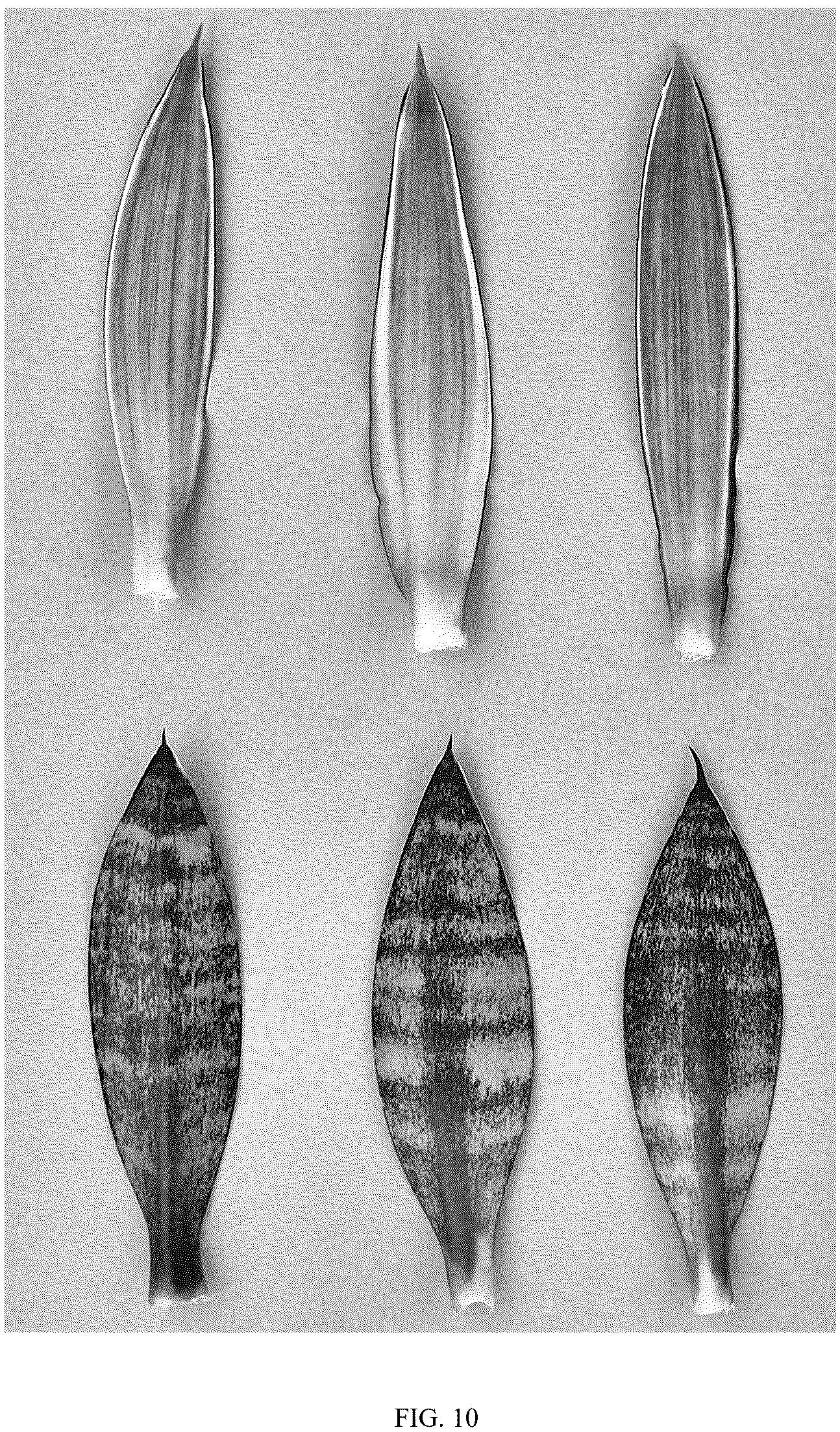Patent USPP037096 Figure 10 – Sansevieria plant named ‘HANSOTI59’