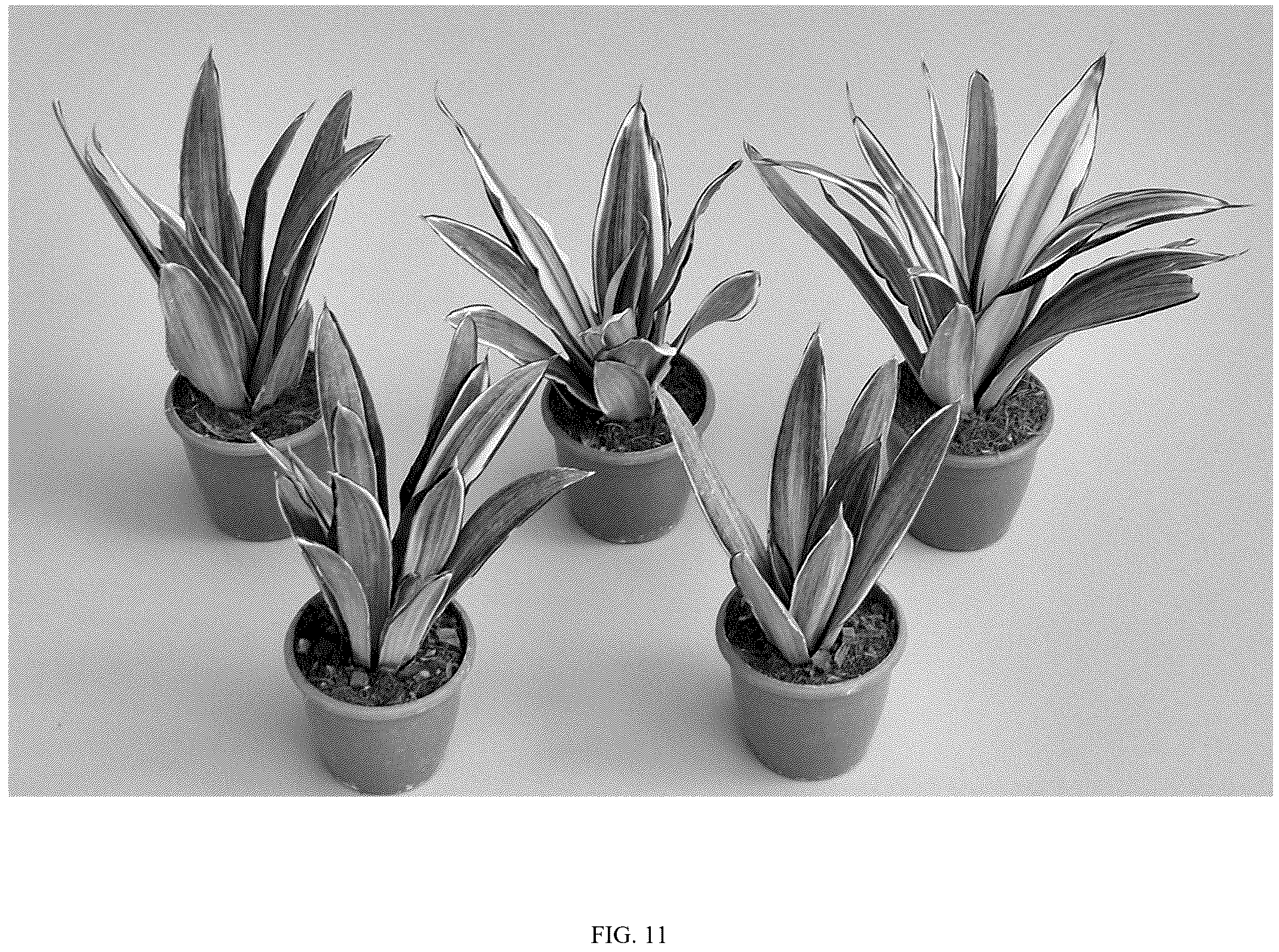 Patent USPP037096 Figure 11 – Sansevieria plant named ‘HANSOTI59’