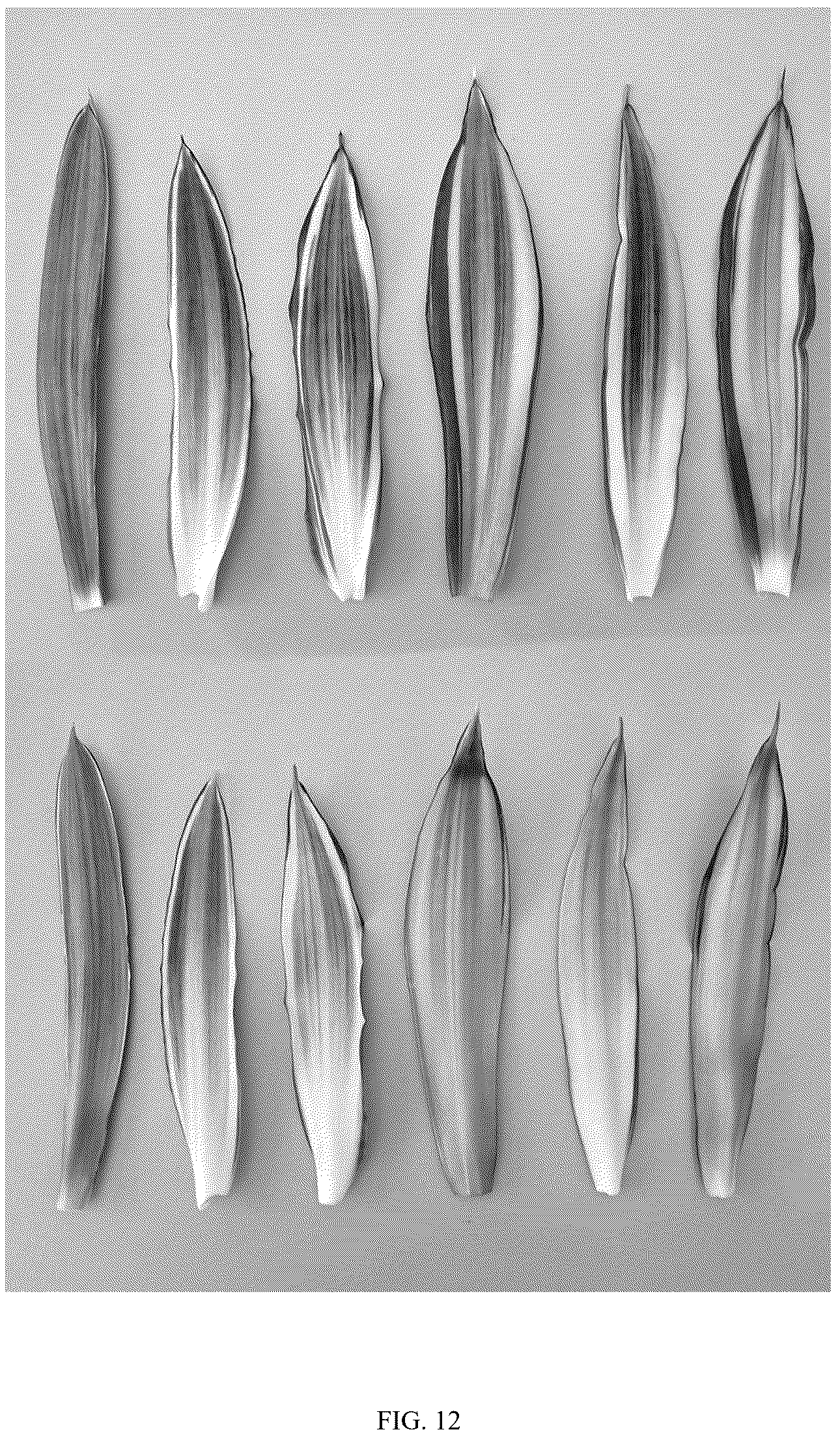 Patent USPP037096 Figure 12 – Sansevieria plant named ‘HANSOTI59’