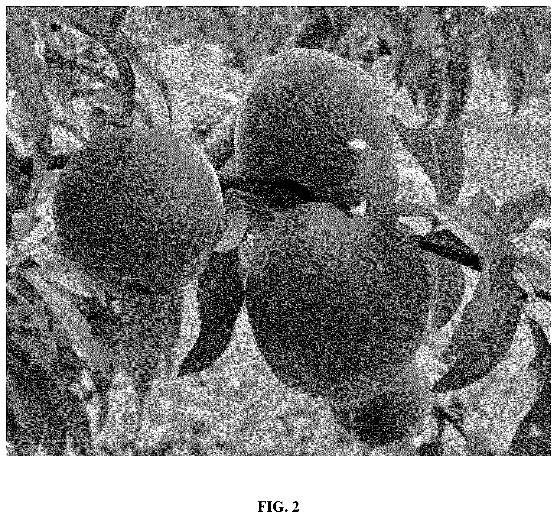 Patent USPP037104 Figure 2 – Peach tree named ‘TRH1A95’