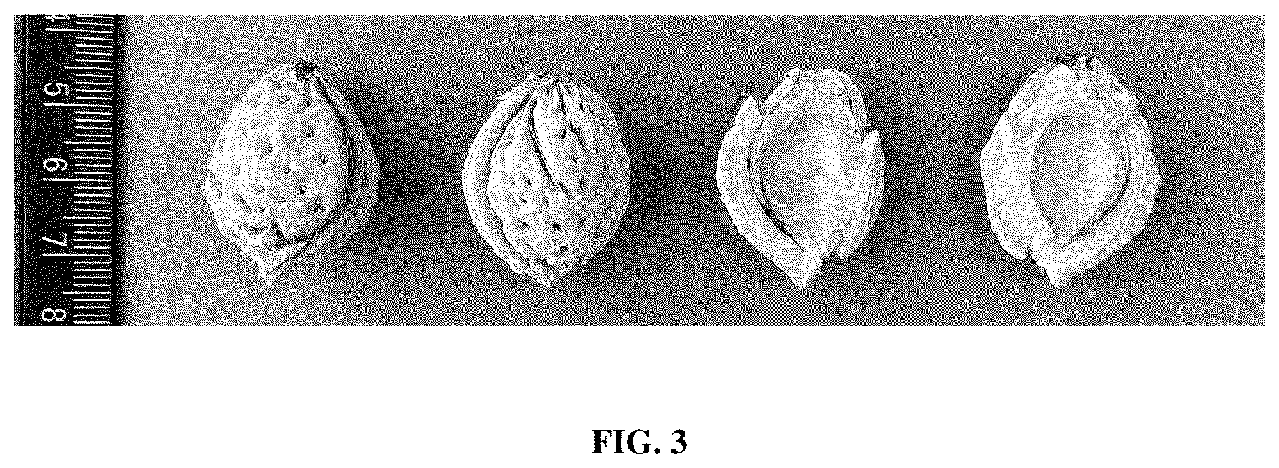Patent USPP037104 Figure 3 – Peach tree named ‘TRH1A95’