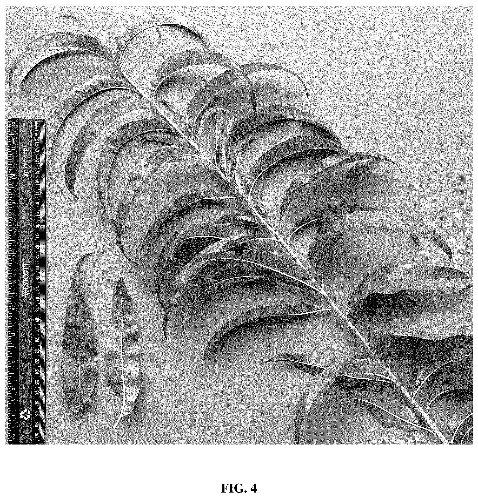 Patent USPP037104 Figure 4 – Peach tree named ‘TRH1A95’