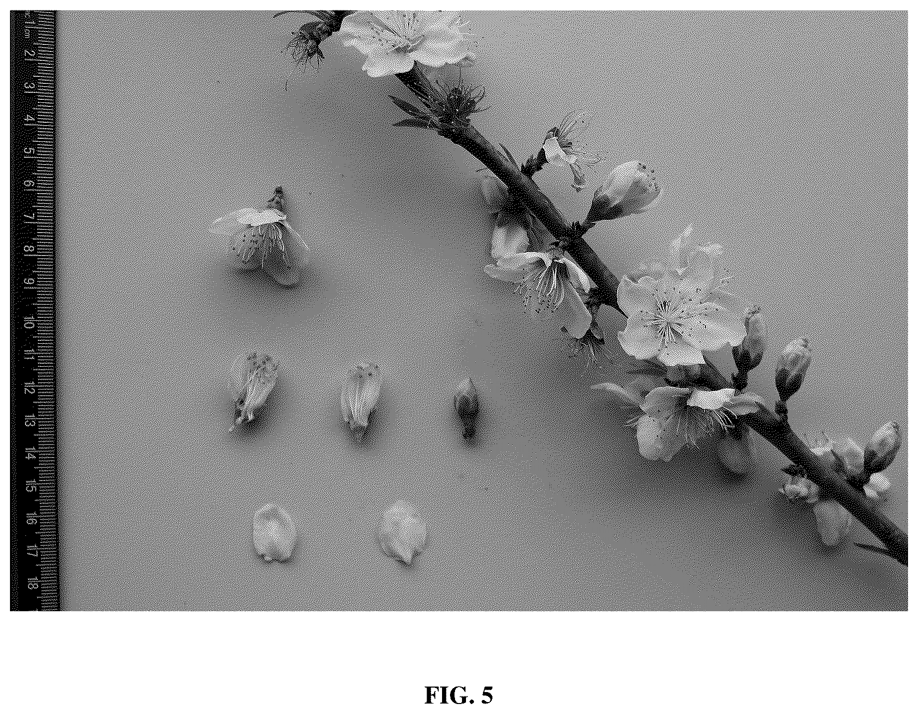 Patent USPP037104 Figure 5 – Peach tree named ‘TRH1A95’