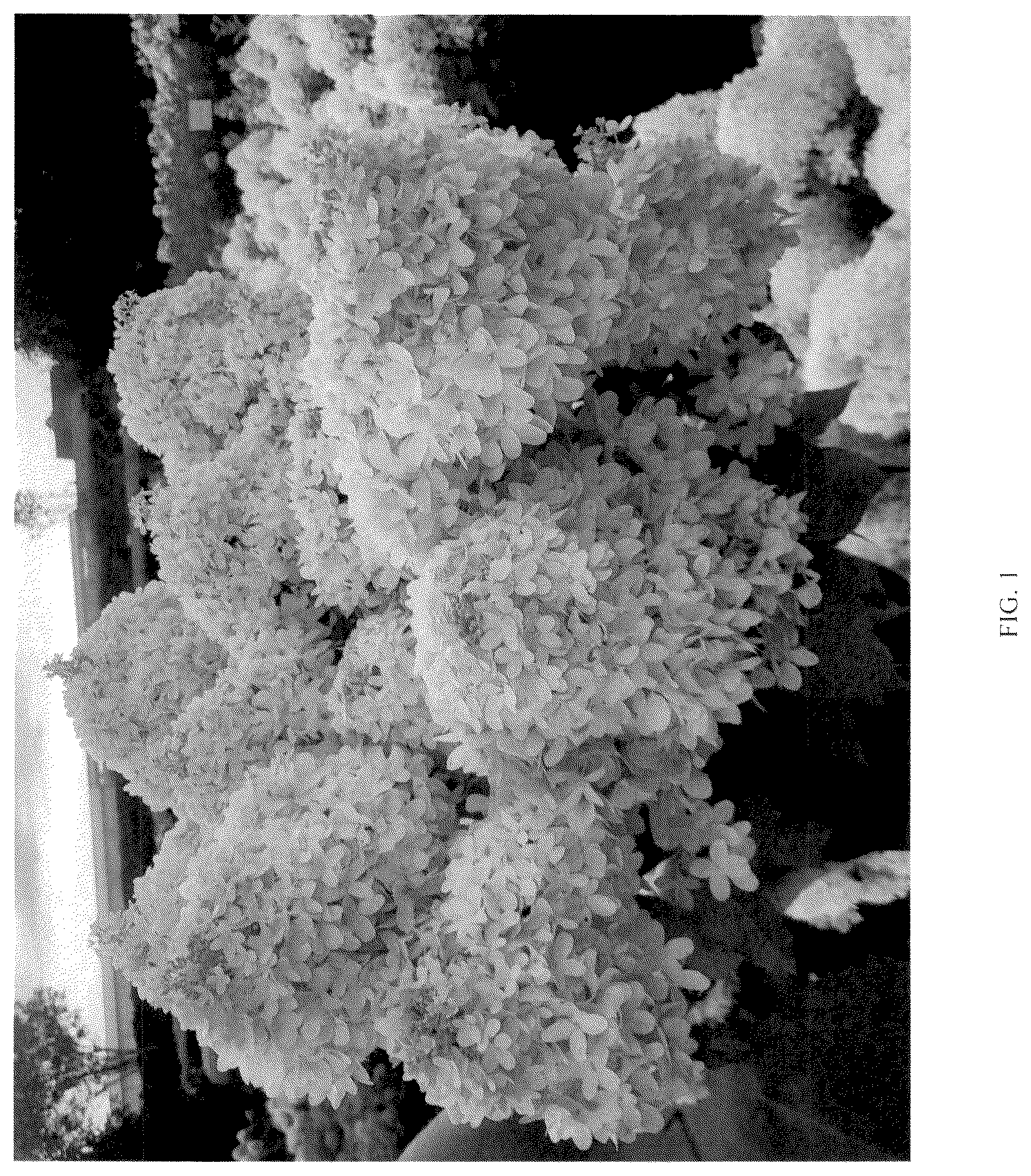 Patent USPP037105 Figure 1 – Hydrangea plant named ‘LC NO25’