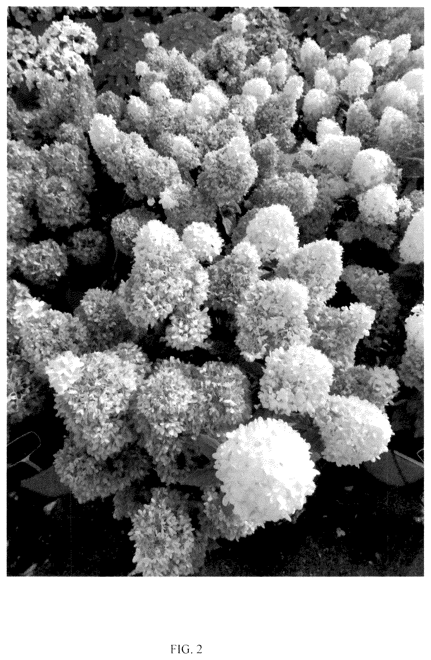 Patent USPP037105 Figure 2 – Hydrangea plant named ‘LC NO25’