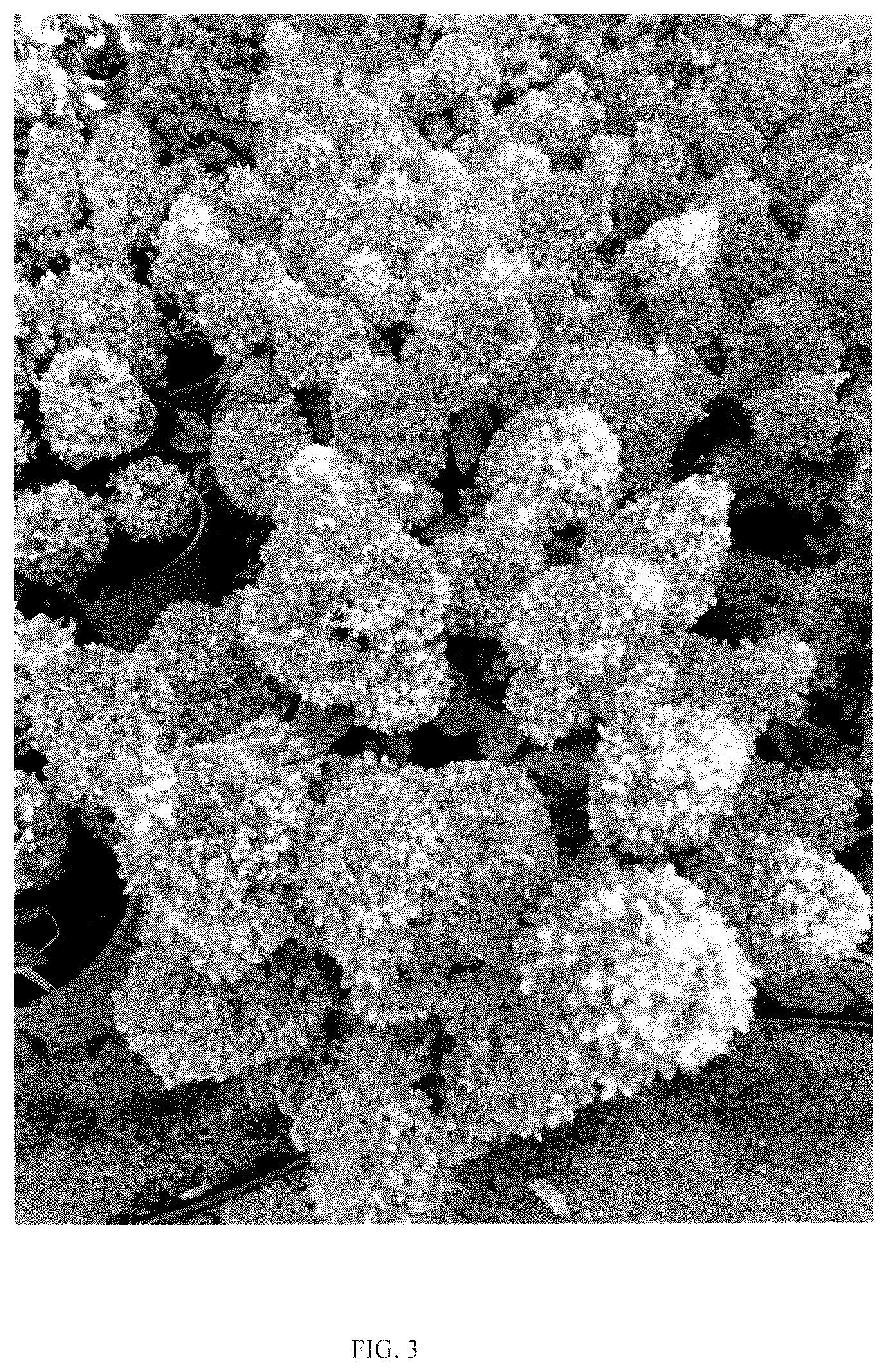 Patent USPP037105 Figure 3 – Hydrangea plant named ‘LC NO25’