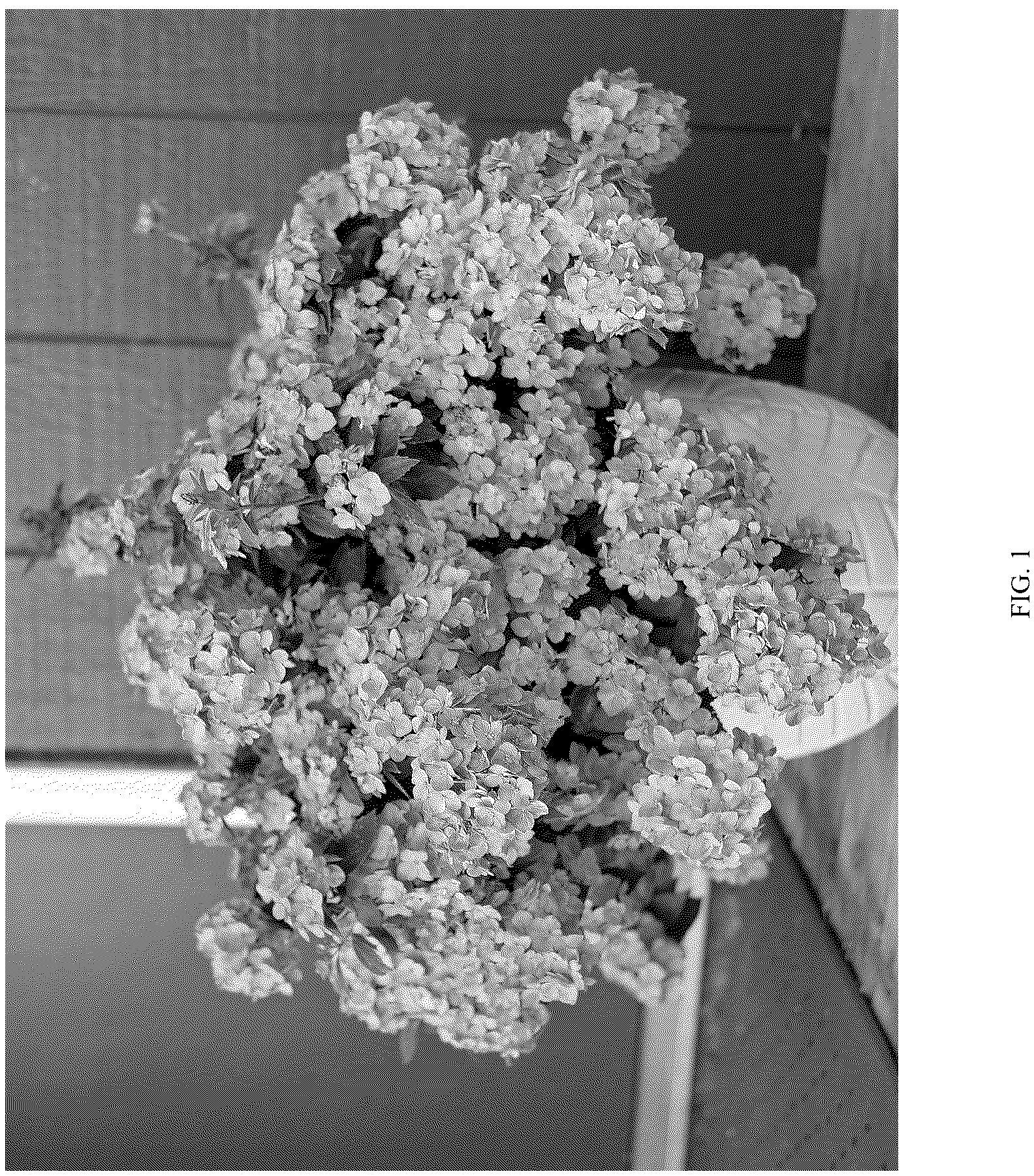 Patent USPP037106 Figure 1 – Hydrangea plant named ‘WNHYDFBLAMH’
