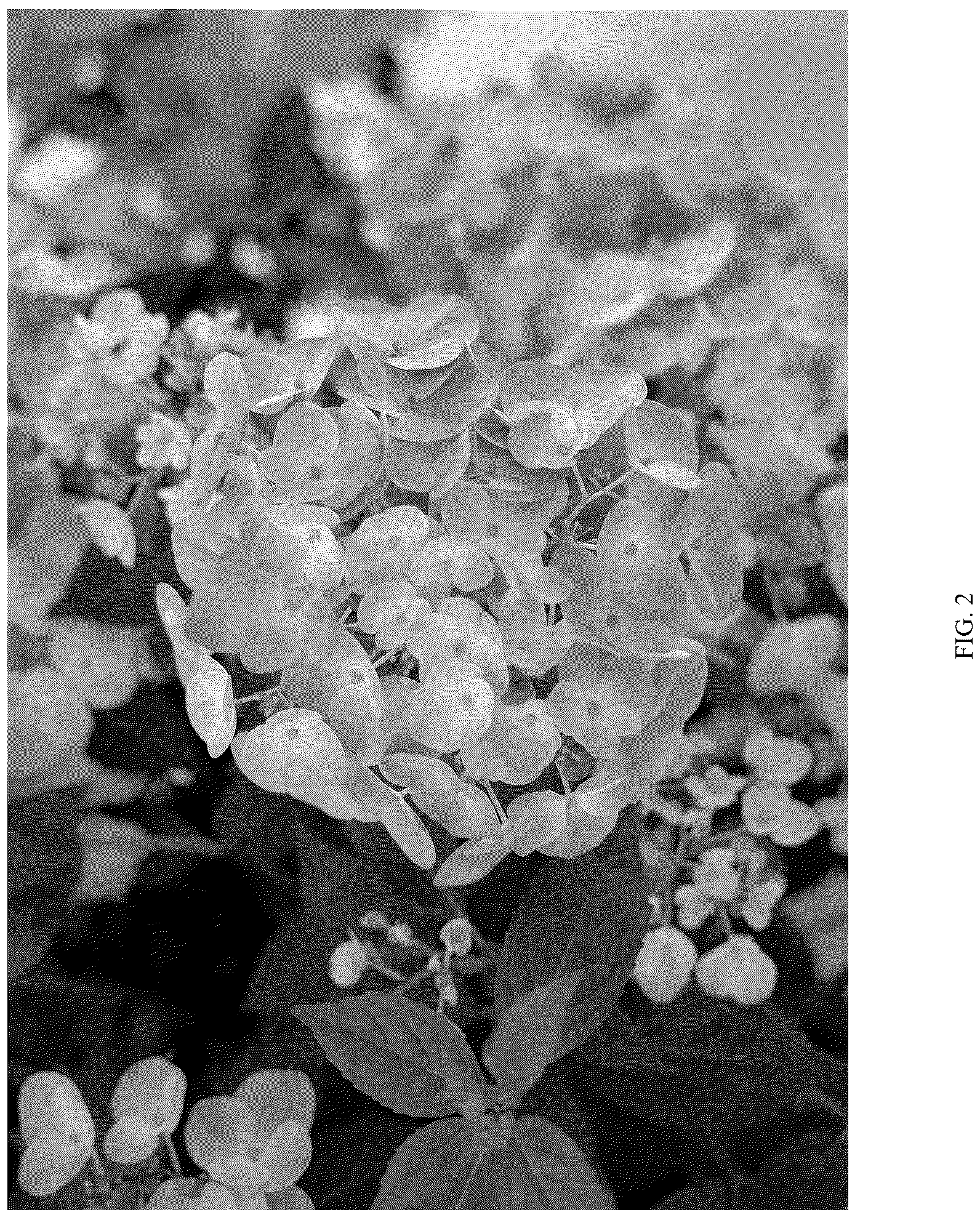Patent USPP037106 Figure 2 – Hydrangea plant named ‘WNHYDFBLAMH’
