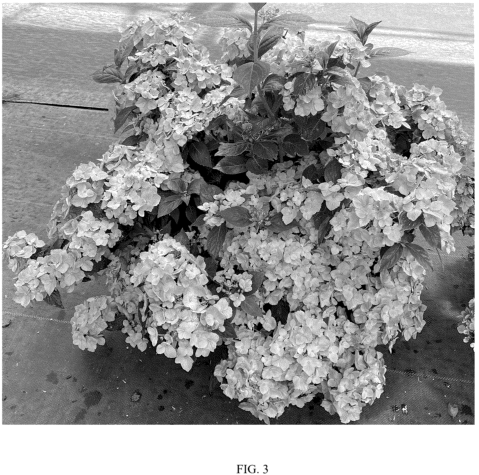 Patent USPP037106 Figure 3 – Hydrangea plant named ‘WNHYDFBLAMH’