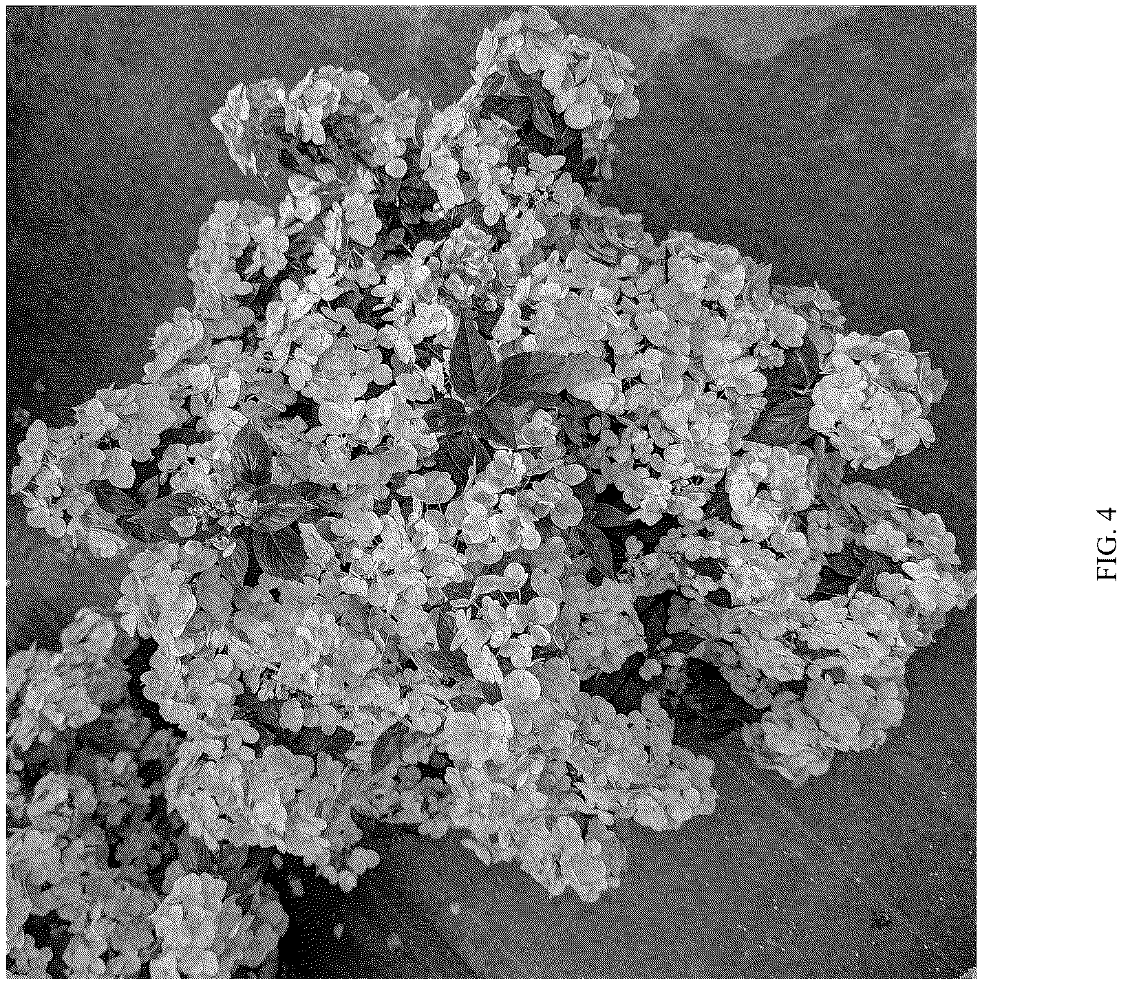 Patent USPP037106 Figure 4 – Hydrangea plant named ‘WNHYDFBLAMH’