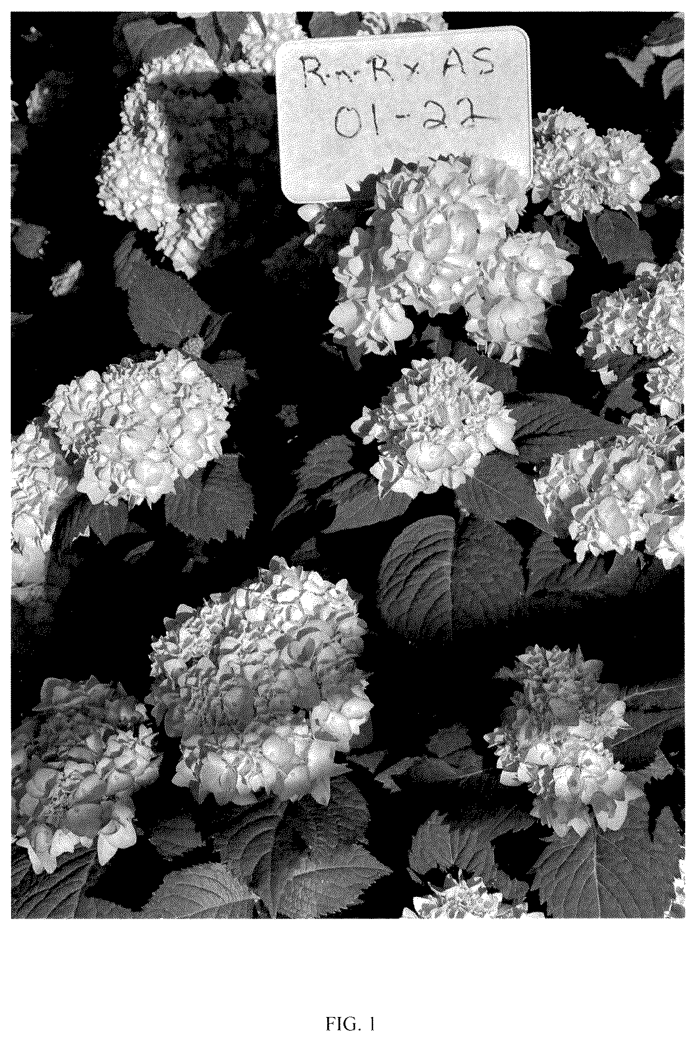 Patent USPP037107 Figure 1 – Hydrangea plant named ‘RNR X AS-01-22’
