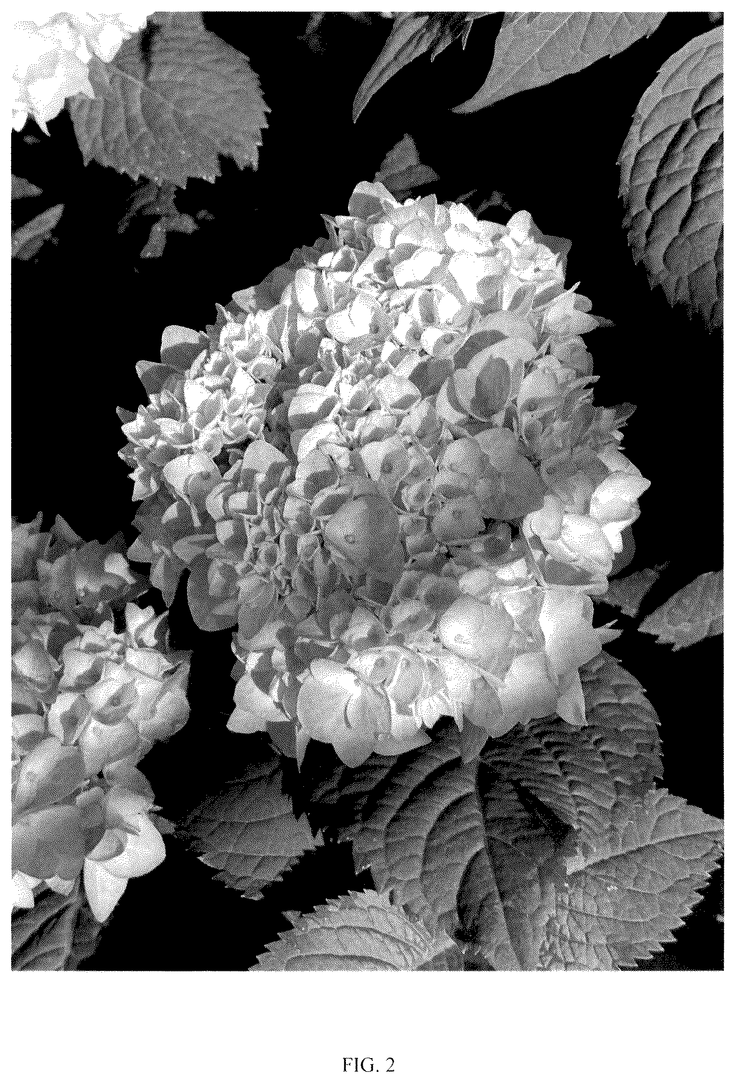 Patent USPP037107 Figure 2 – Hydrangea plant named ‘RNR X AS-01-22’