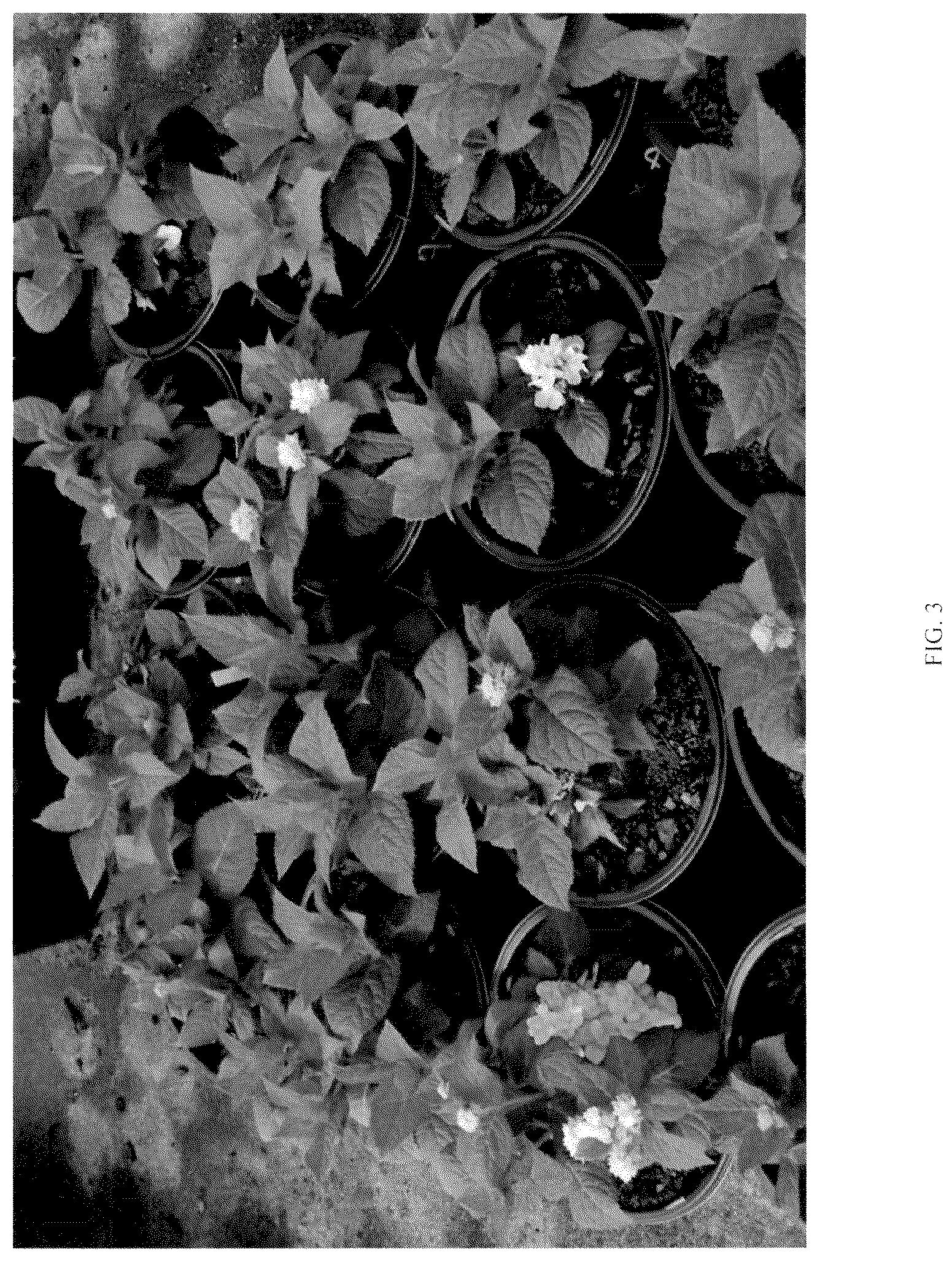Patent USPP037107 Figure 3 – Hydrangea plant named ‘RNR X AS-01-22’