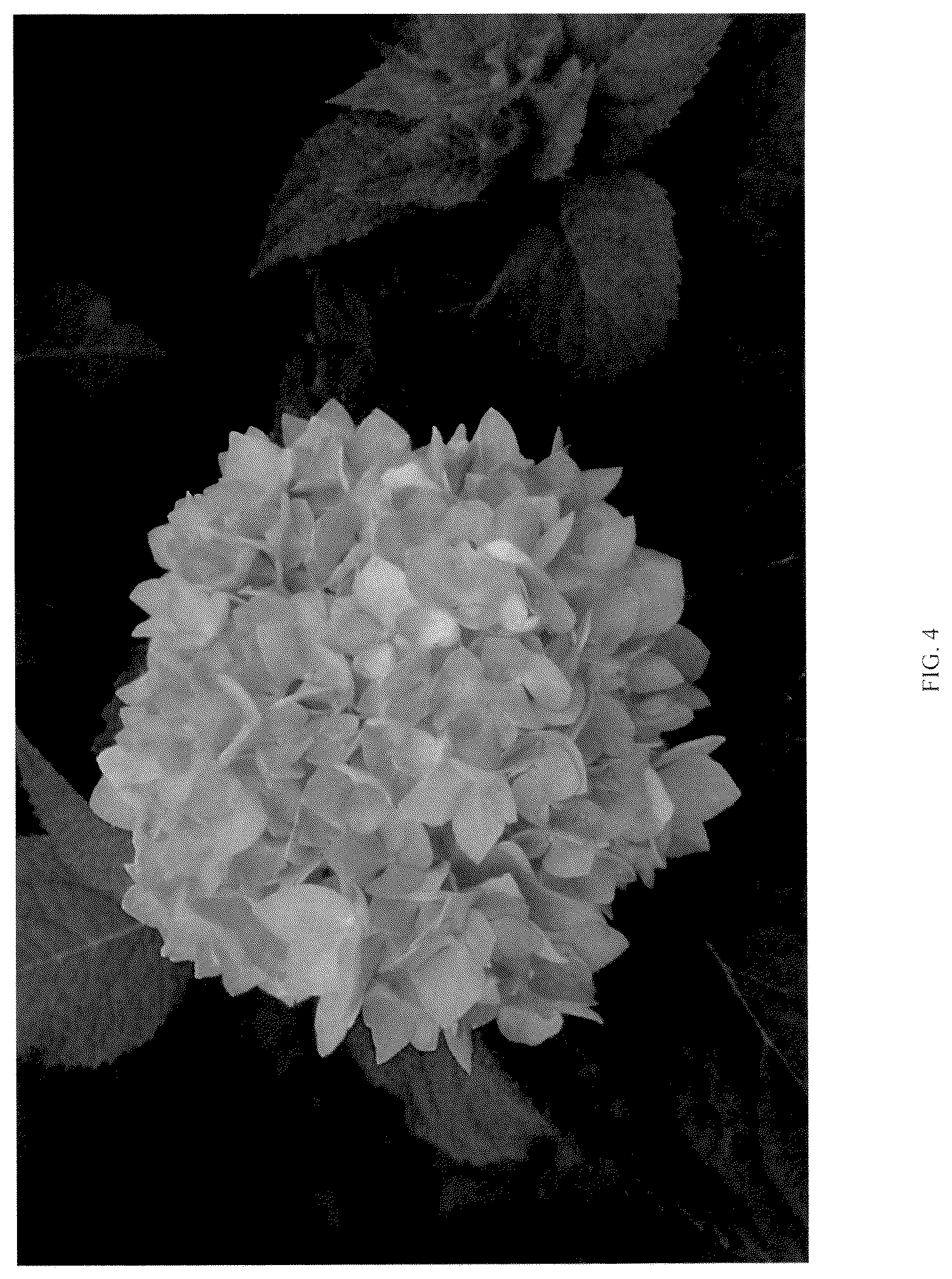 Patent USPP037107 Figure 4 – Hydrangea plant named ‘RNR X AS-01-22’