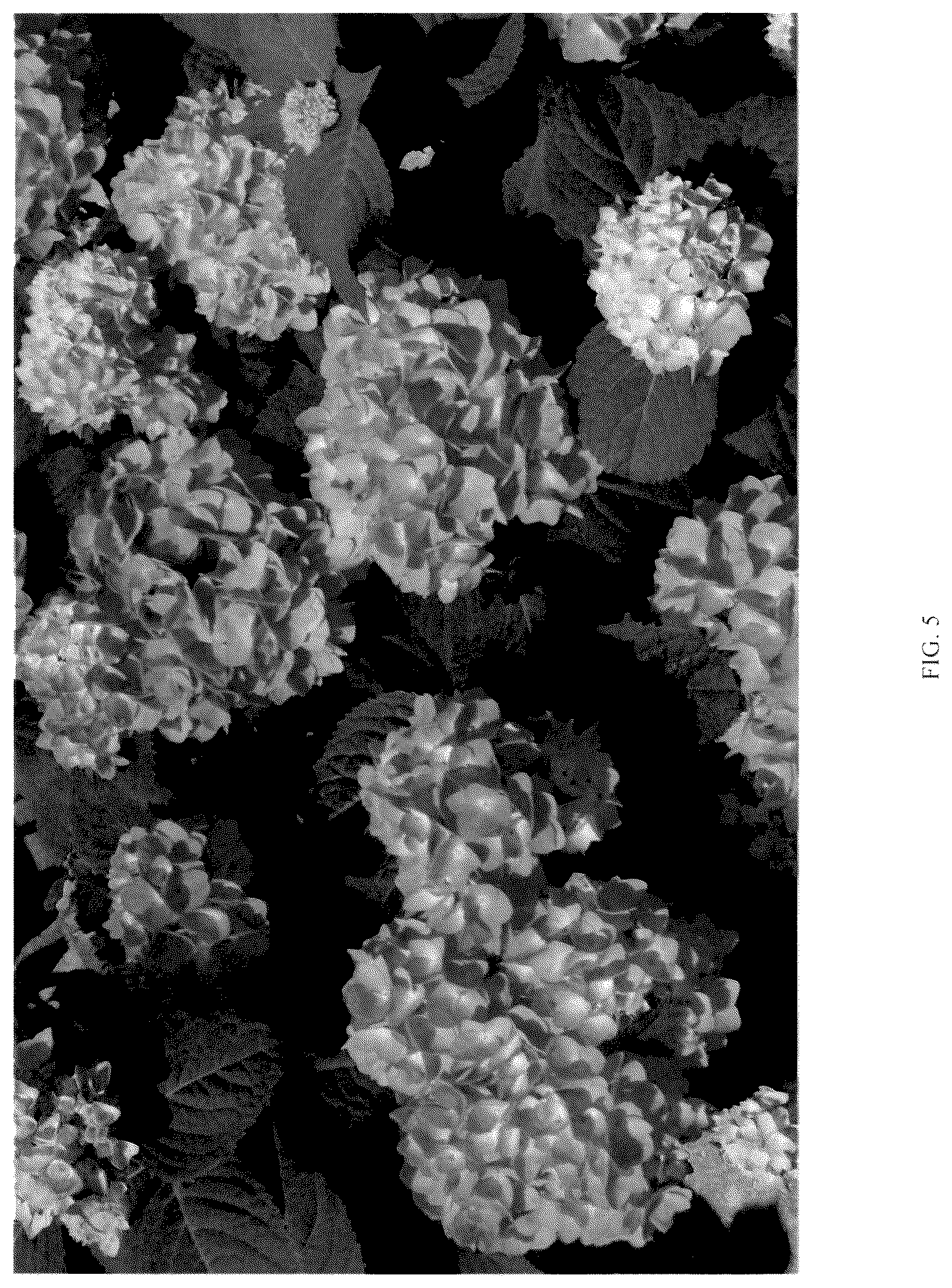 Patent USPP037107 Figure 5 – Hydrangea plant named ‘RNR X AS-01-22’