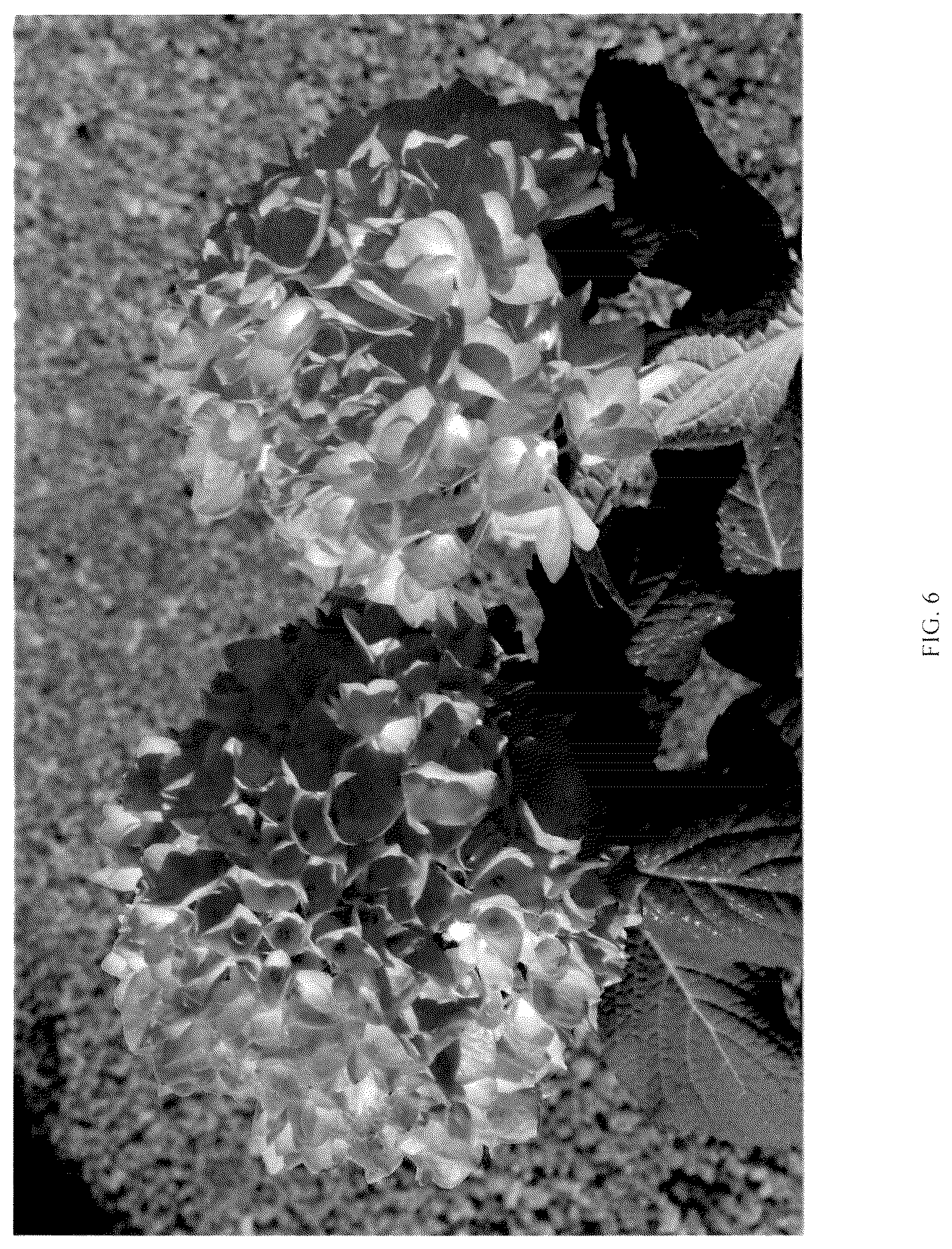 Patent USPP037107 Figure 6 – Hydrangea plant named ‘RNR X AS-01-22’