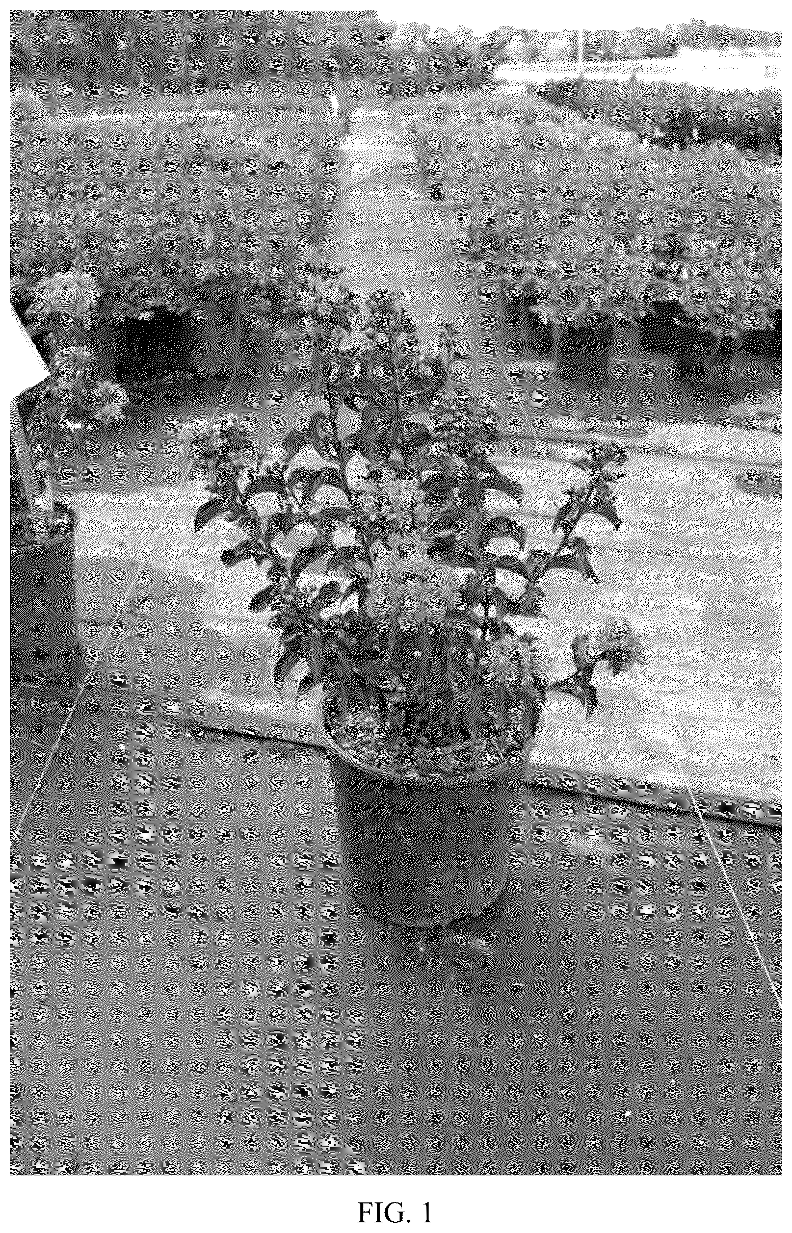 Patent USPP037108 Figure 1 – Lagerstroemia plant named ‘JBG 19011’