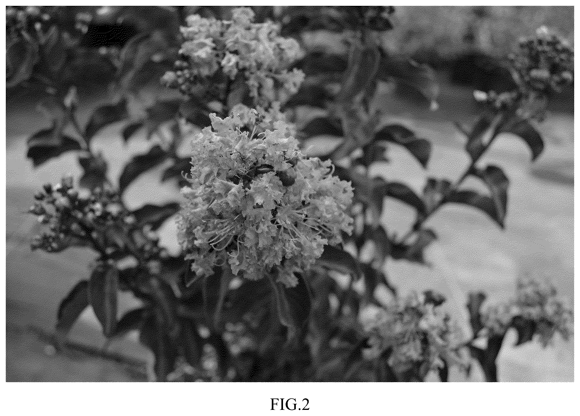 Patent USPP037108 Figure 2 – Lagerstroemia plant named ‘JBG 19011’