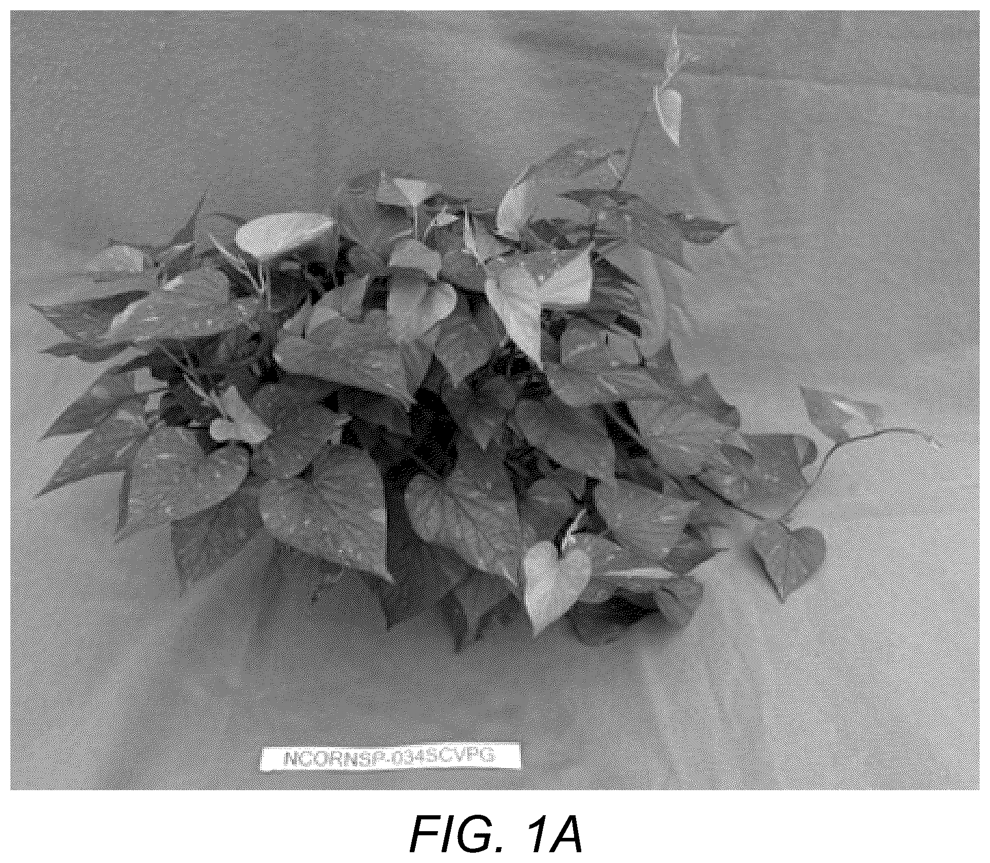 Patent USPP037109 Figure 1 – Sweetpotato plant named ‘NCORNSP-034SCVPG’
