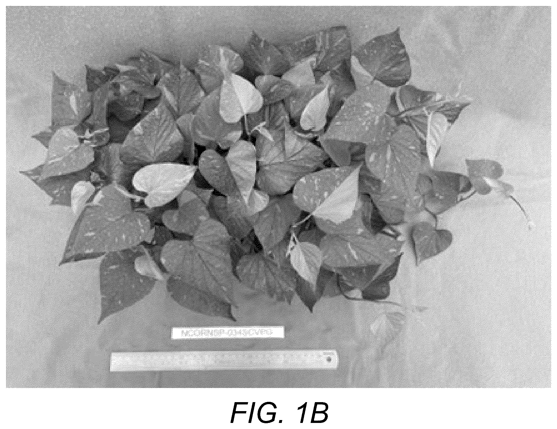 Patent USPP037109 Figure 2 – Sweetpotato plant named ‘NCORNSP-034SCVPG’