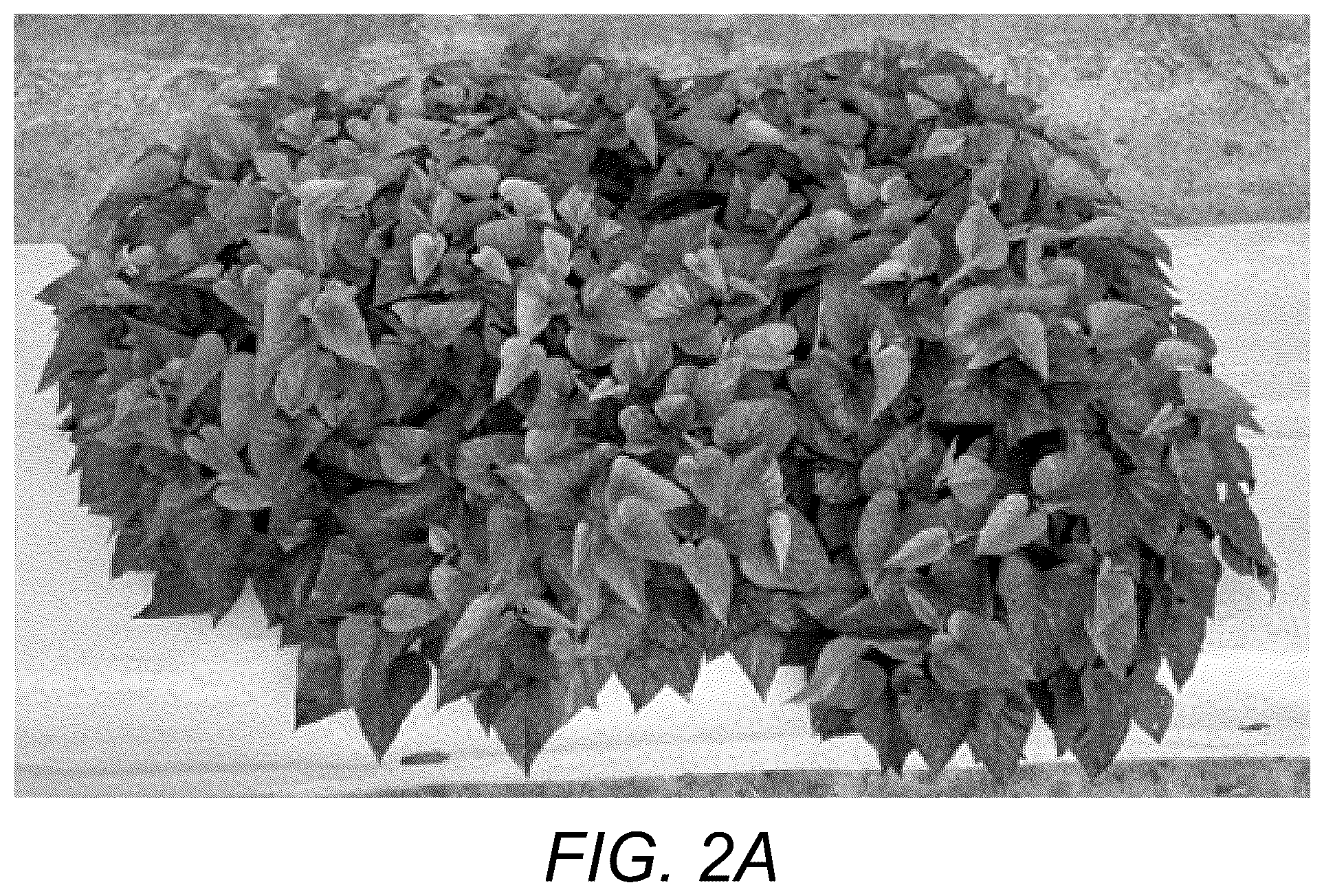Patent USPP037109 Figure 3 – Sweetpotato plant named ‘NCORNSP-034SCVPG’