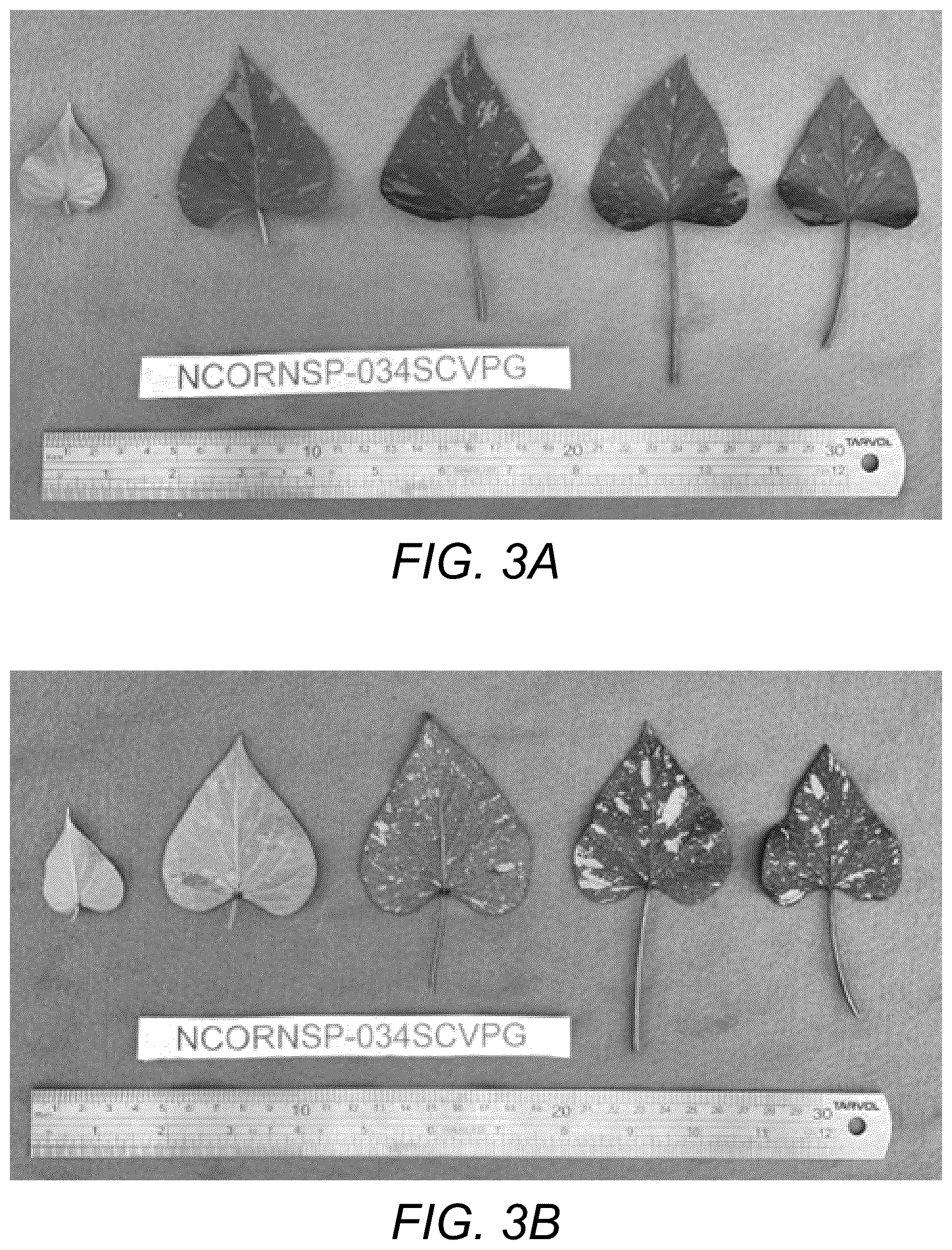 Patent USPP037109 Figure 5 – Sweetpotato plant named ‘NCORNSP-034SCVPG’