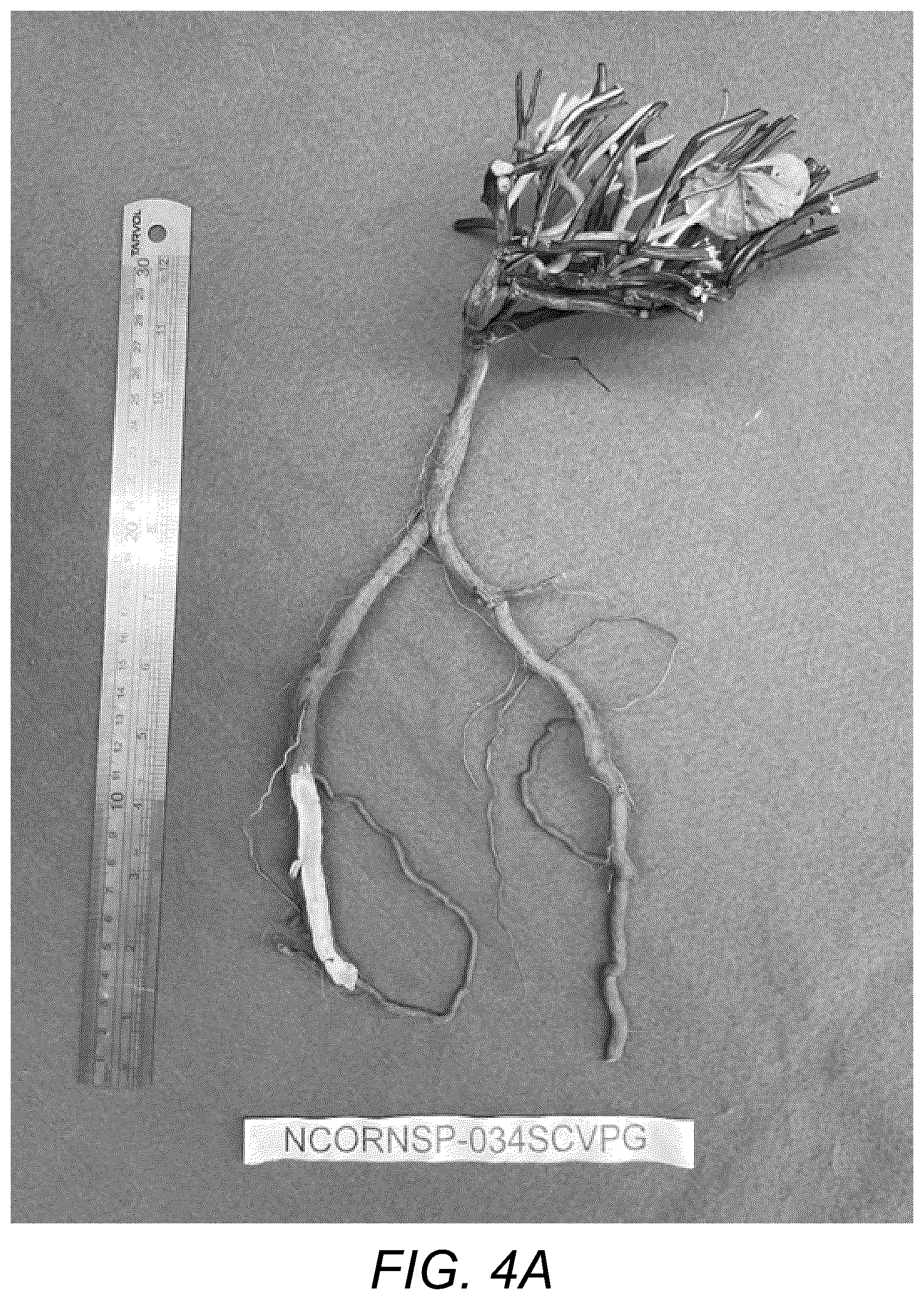 Patent USPP037109 Figure 6 – Sweetpotato plant named ‘NCORNSP-034SCVPG’