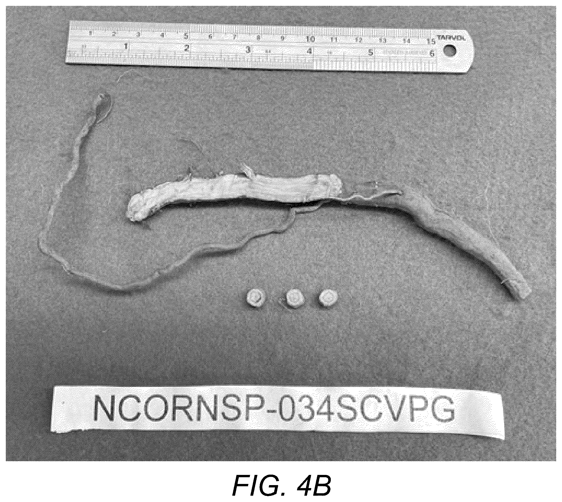 Patent USPP037109 Figure 7 – Sweetpotato plant named ‘NCORNSP-034SCVPG’