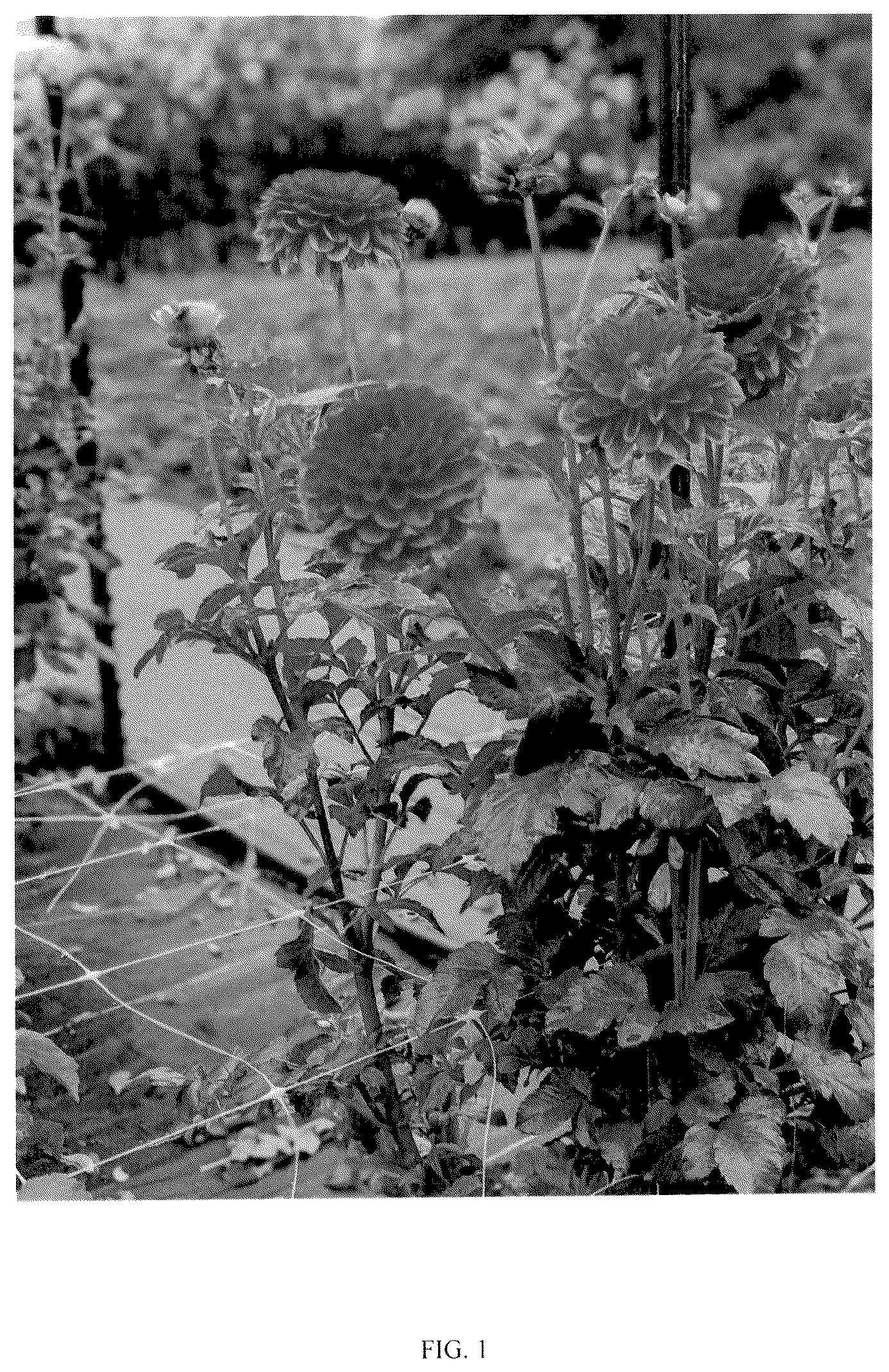 Patent USPP037110 — Dahlia plant named ‘LeeAnn's FD47C’ — Figure 1