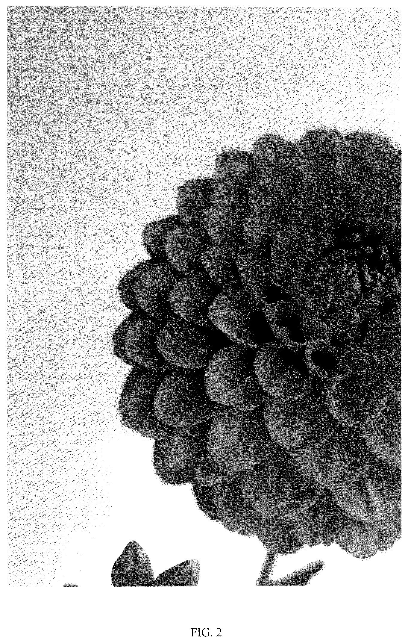 Patent USPP037110 Figure 2 – Dahlia plant named ‘LeeAnn's FD47C’