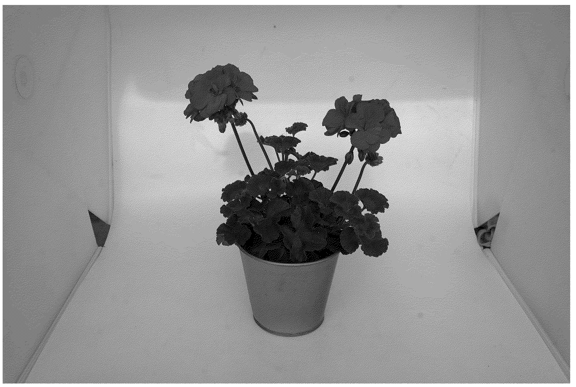 Patent USPP037111 Figure 1 – Pelargonium plant named ‘KLEPZ24874’