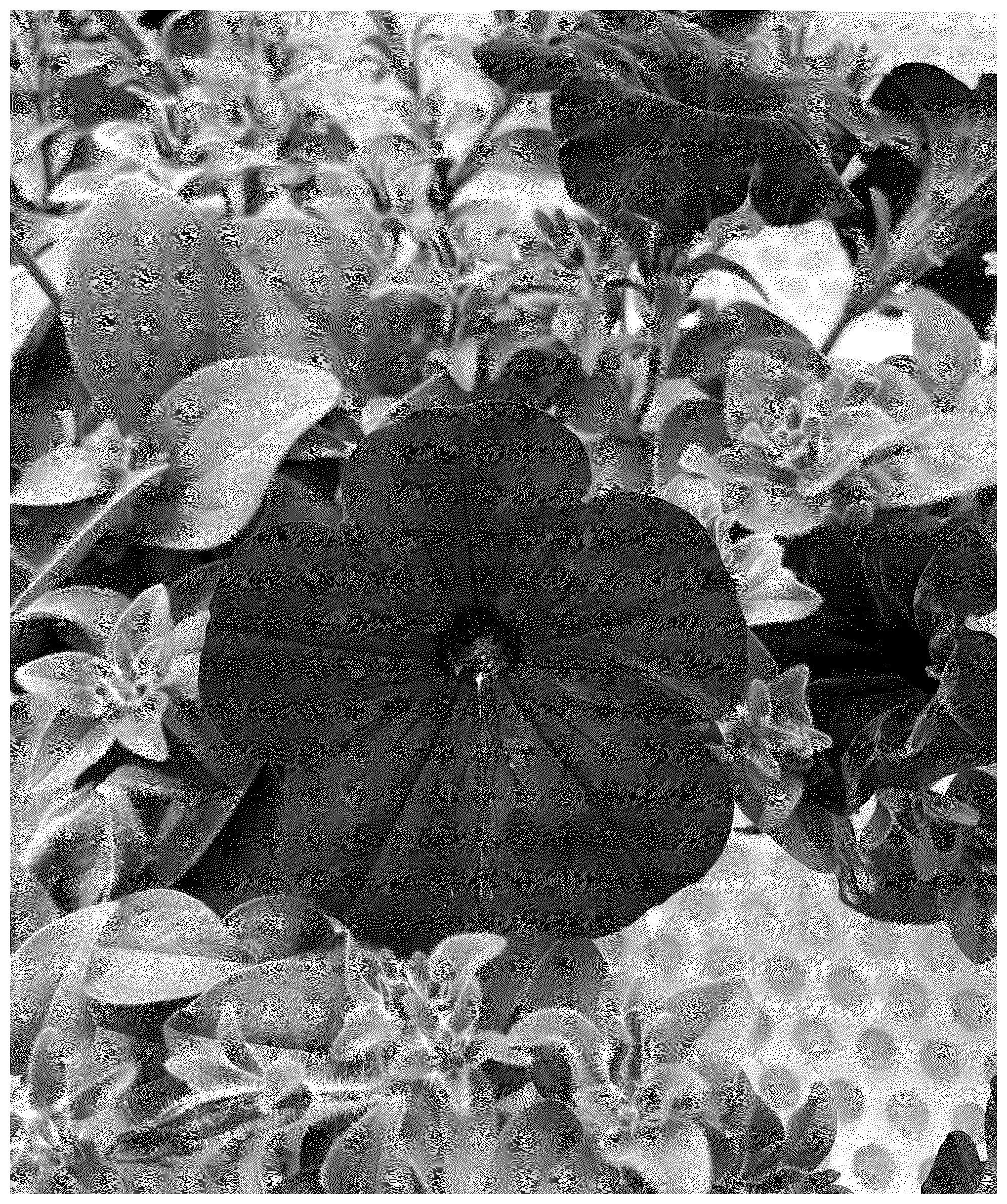 Patent USPP037112 Figure 1 – Petunia plant named ‘KLEPH23557’