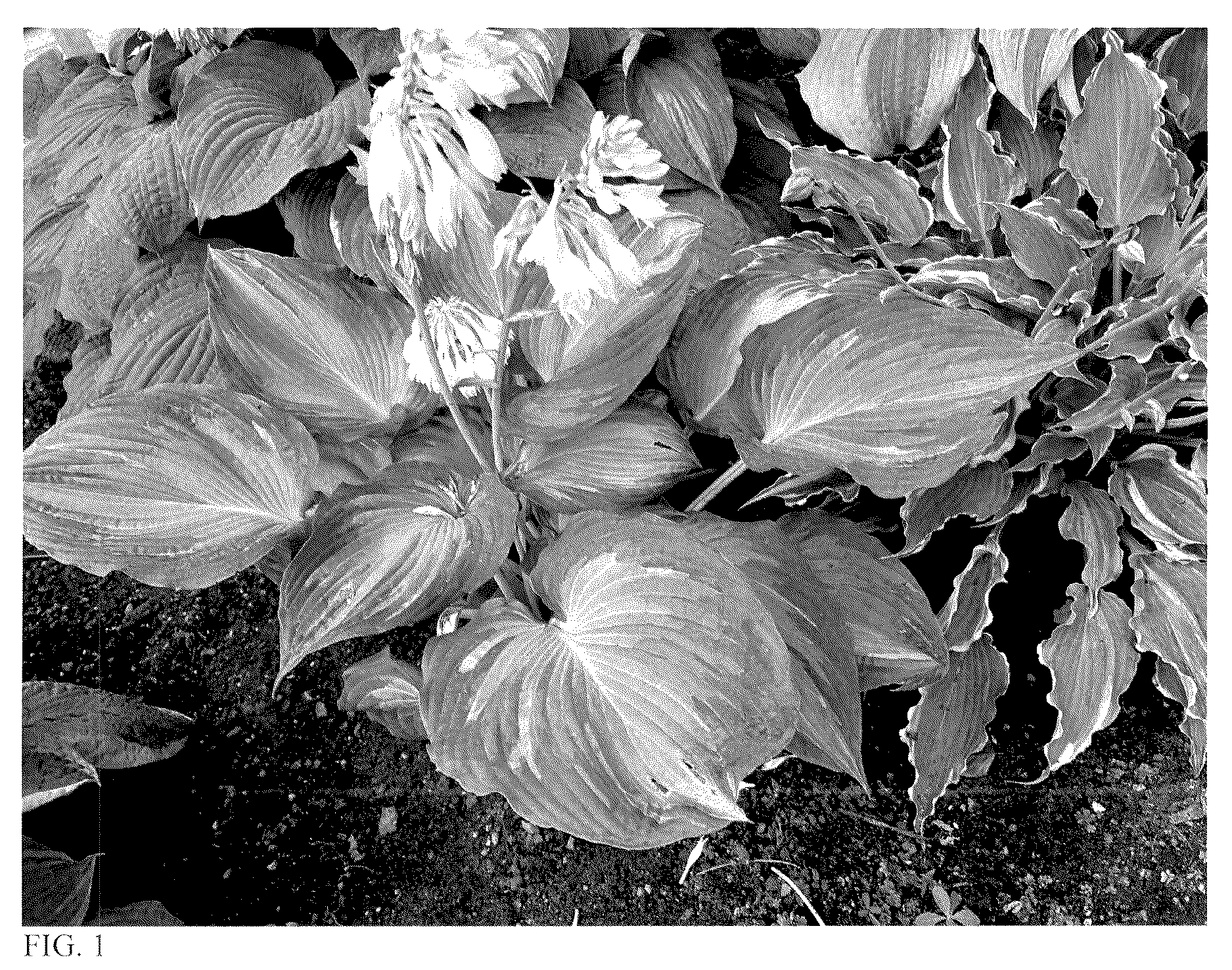 Patent USPP037113 — Hosta plant named ‘Avant Garde’ — Figure 1