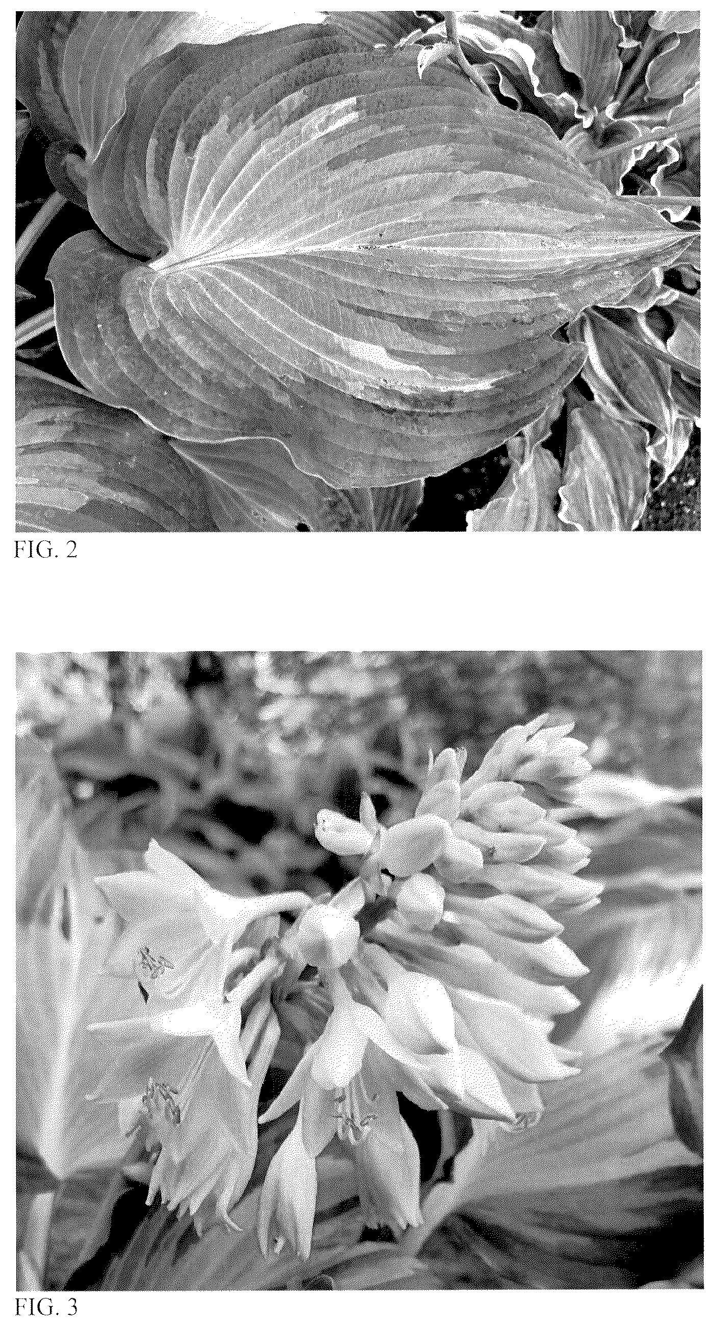 Patent USPP037113 Figure 2 – Hosta plant named ‘Avant Garde’