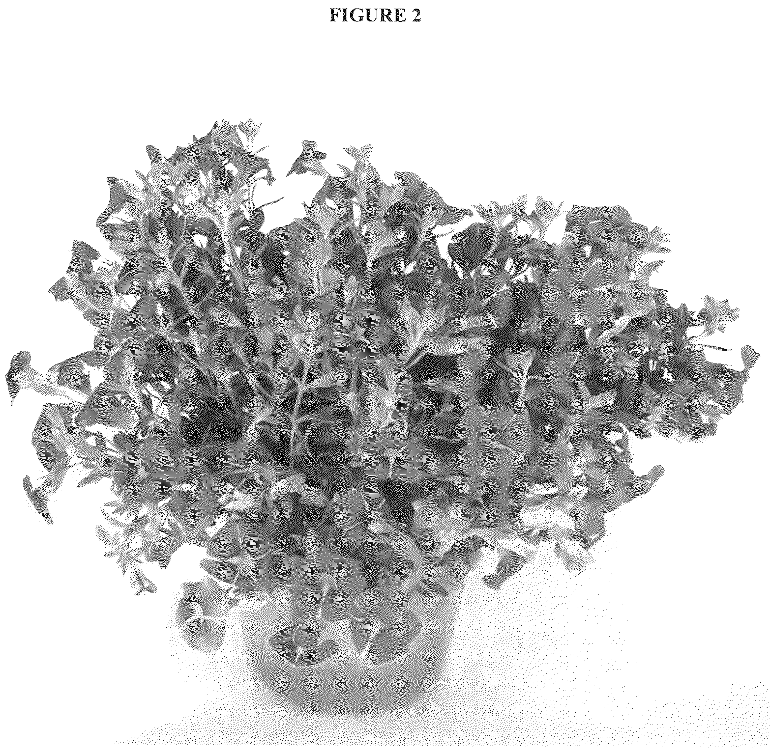 Patent USRE050451 Figure 2 – Calibrachoa plant with radially symmetric coloration