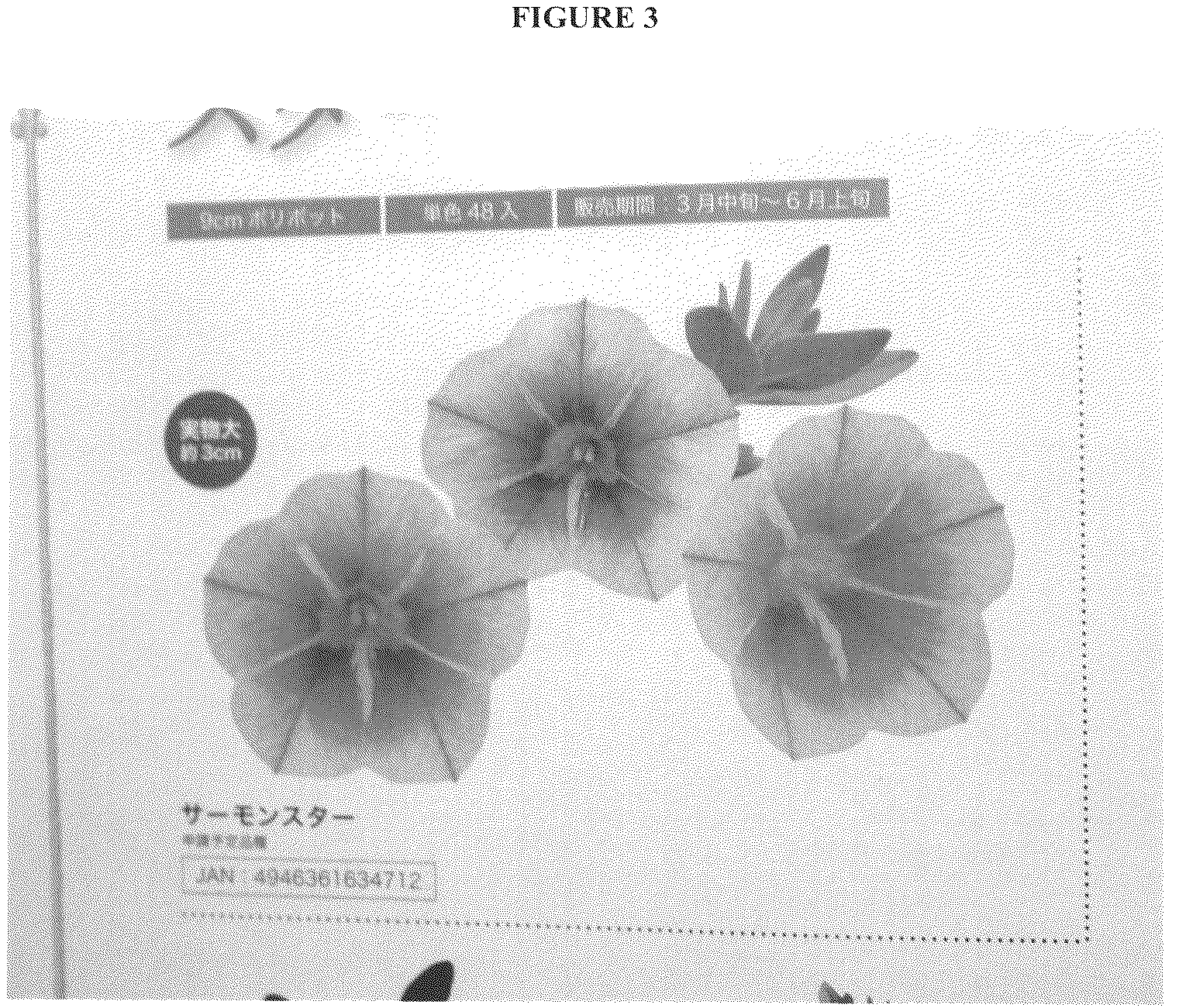 Patent USRE050451 Figure 3 – Calibrachoa plant with radially symmetric coloration