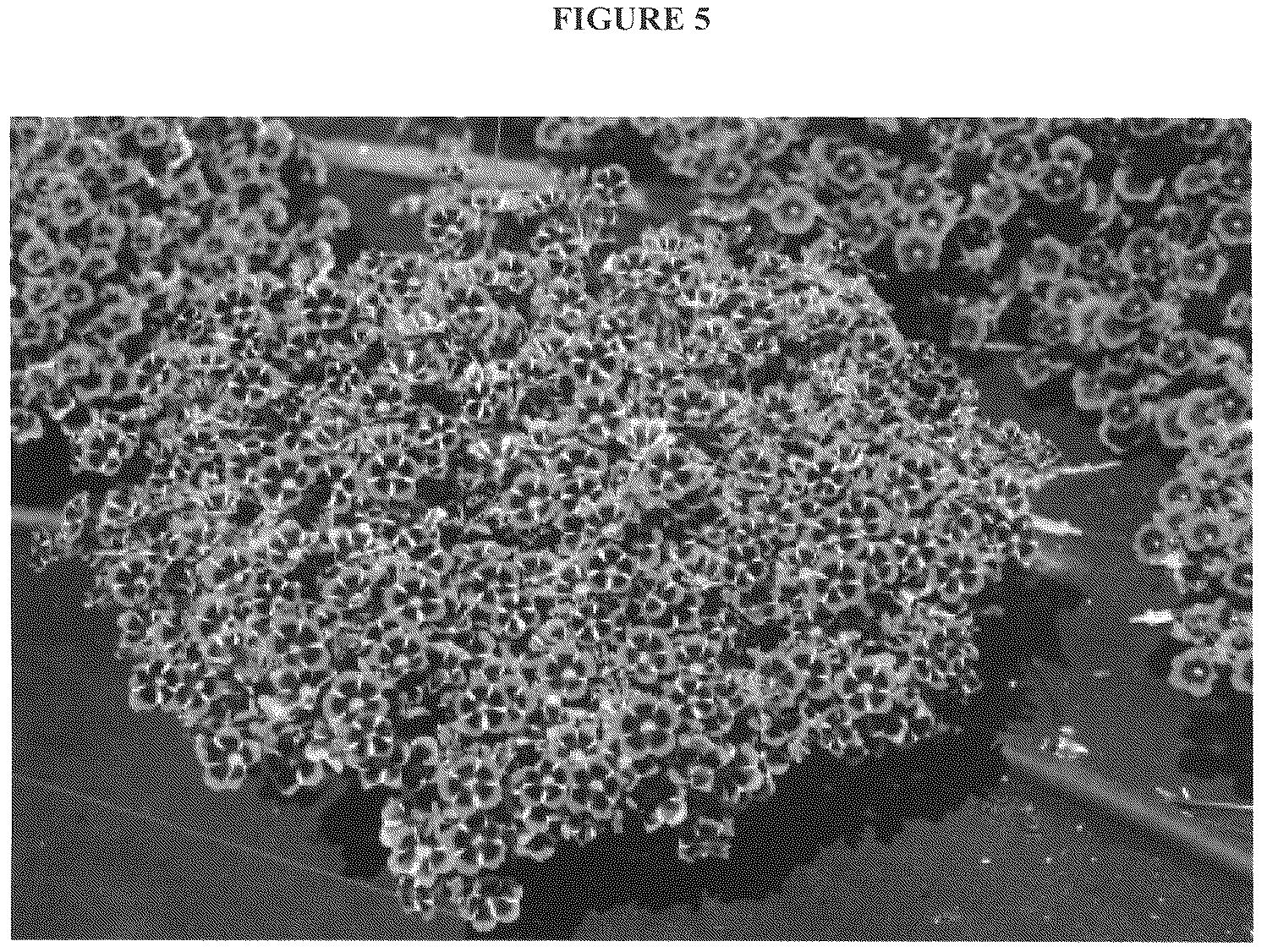 Patent USRE050451 Figure 5 – Calibrachoa plant with radially symmetric coloration