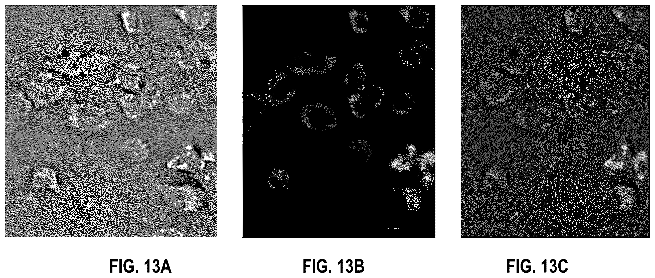 Patent US12541983 Figure 20 – Biological image transformation using machine-learning models