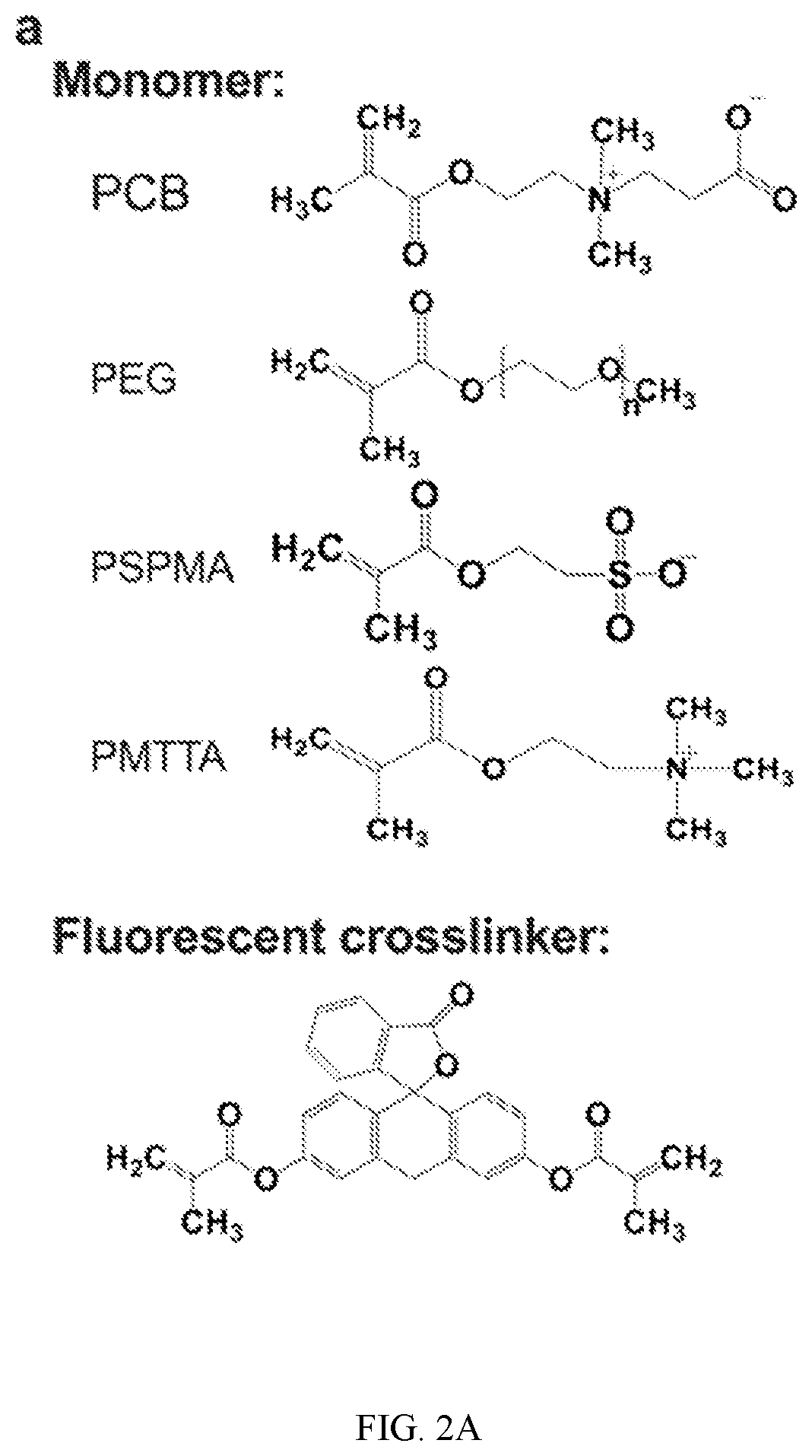 Patent US12551434 Figure 3 – Zwitterionic polymer particle compositions and related methods