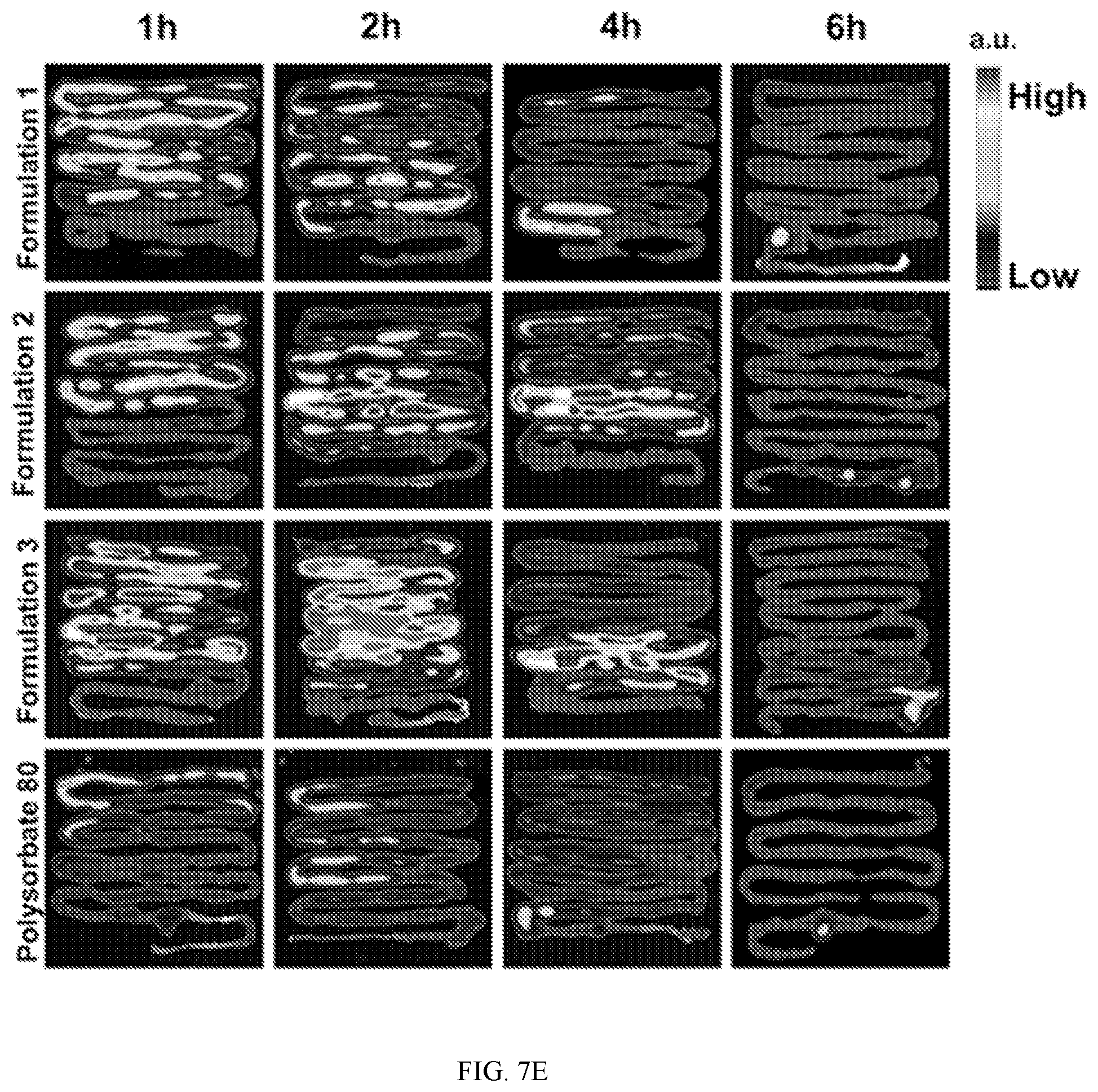 Patent US12551434 Figure 19 – Zwitterionic polymer particle compositions and related methods