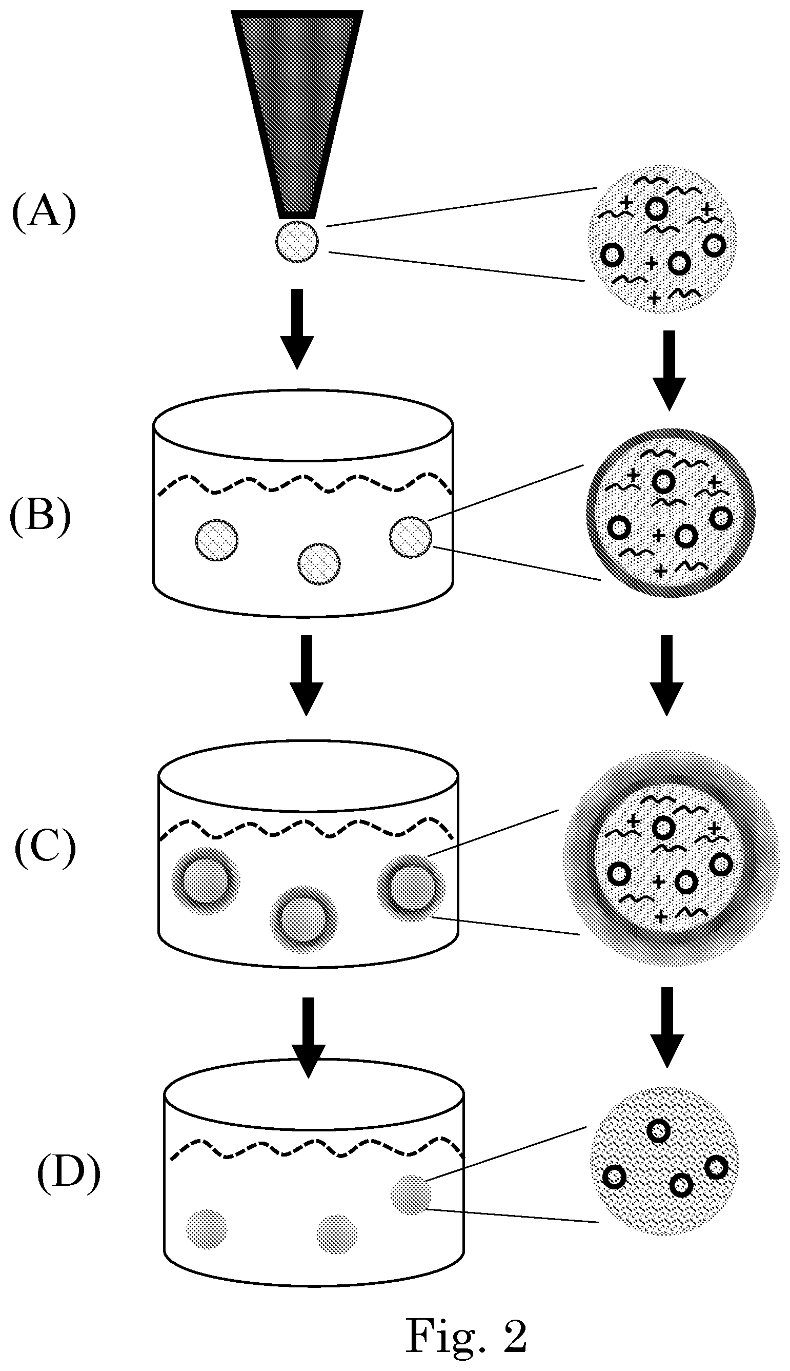 Patent US12551449 Figure 2 – Tunable degradation in hydrogel microparticles