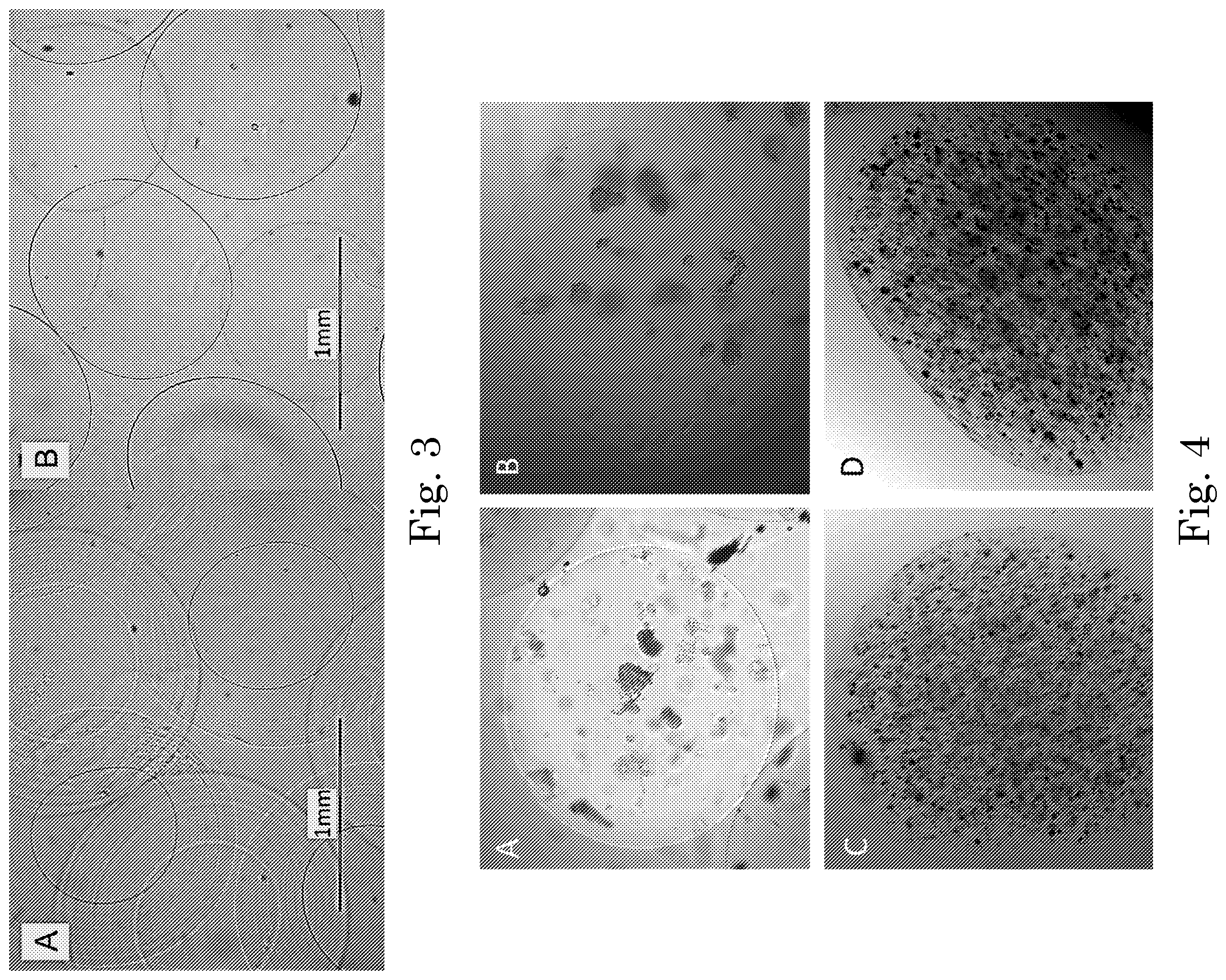 Patent US12551449 Figure 3 – Tunable degradation in hydrogel microparticles