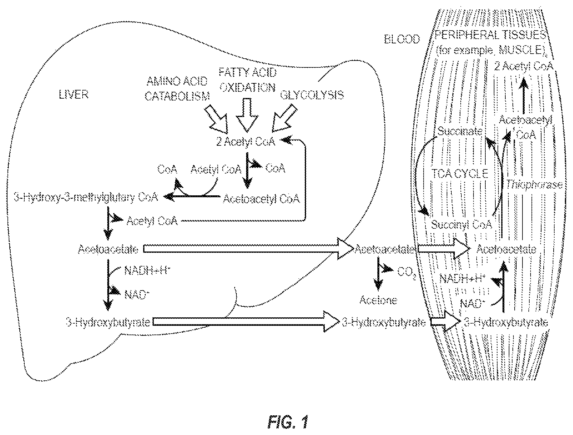 Patent US12551455 Figure 1 – Compositions and methods for keto stacking with beta-hydroxybutyrate and acetoacetate