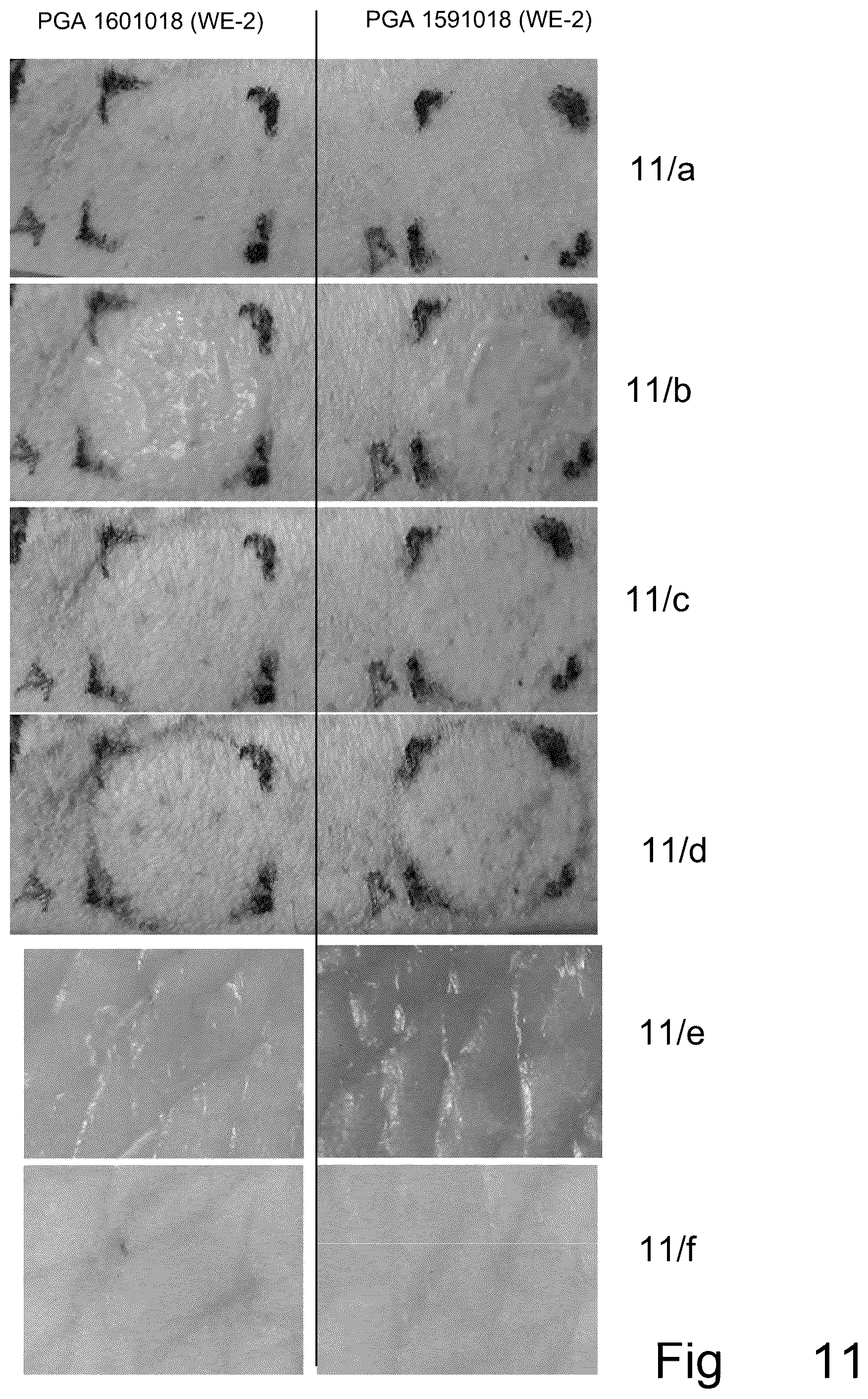 Patent US12551458 Figure 11 – Topical pharmaceutical composition containing phospholipids