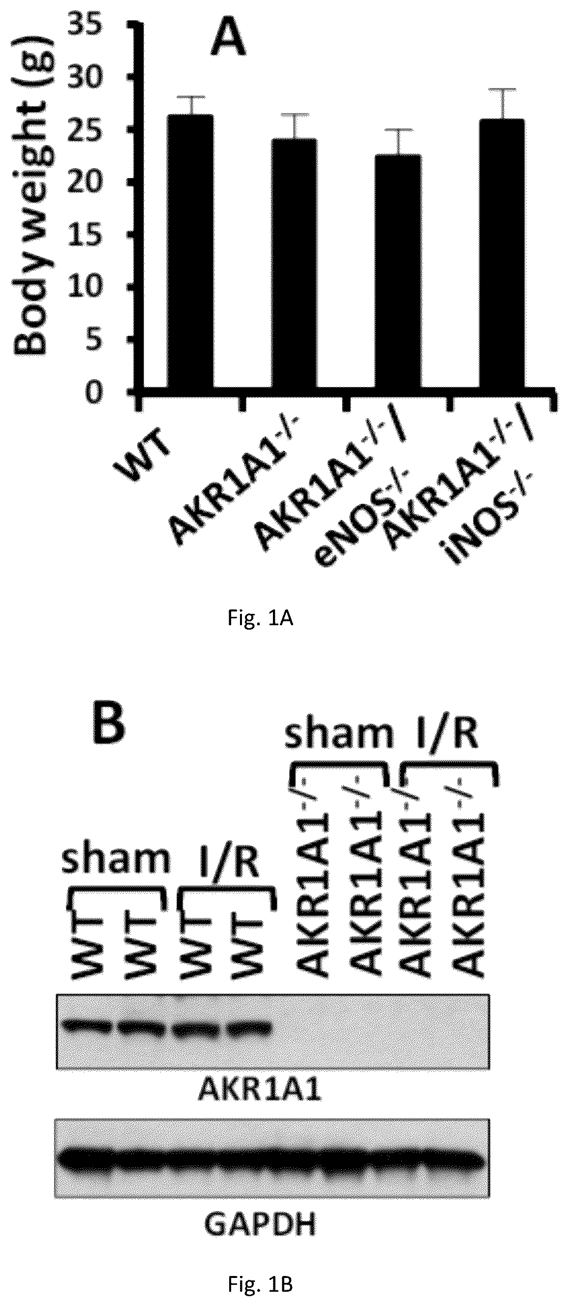 Patent US12551467 Figure 1 – Compositions and methods of modulating S-nitrosylation