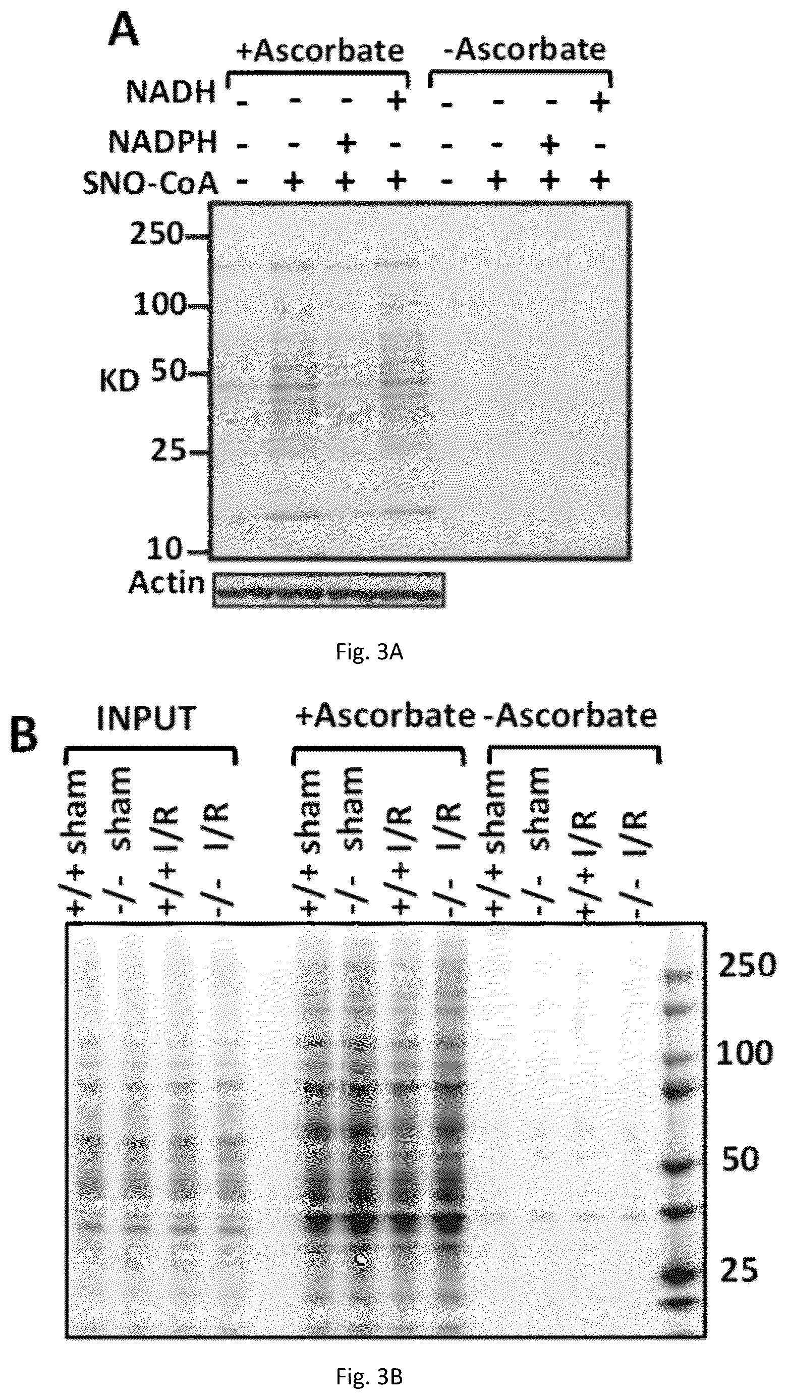 Patent US12551467 Figure 6 – Compositions and methods of modulating S-nitrosylation