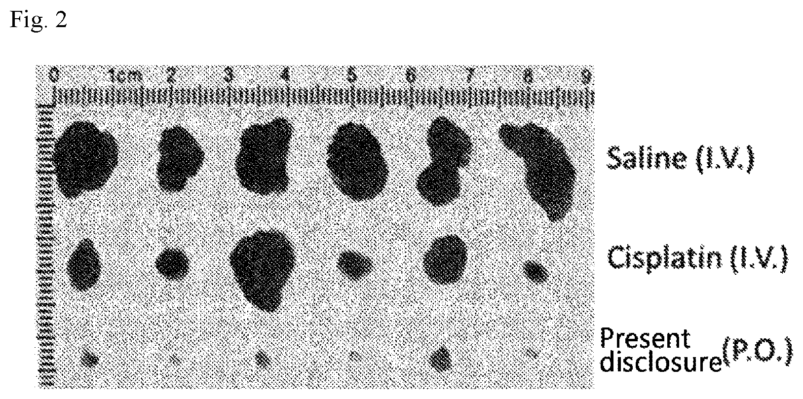 Patent US12551468 Figure 2 – Pharmaceutical composition for oral administration, for treatment of liver cancer